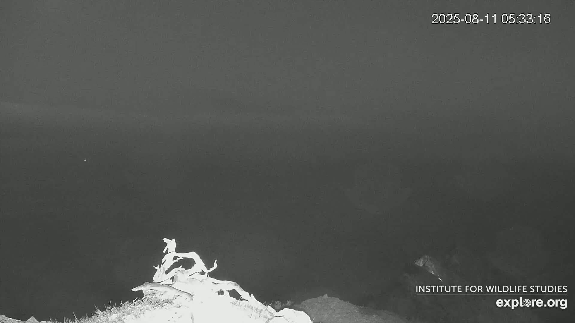 Santa Catalina Island  West End Bald Eagle Wildlife & Pasific View Live Cam - West End, Santa Catalina, Los Angeles, California, USA