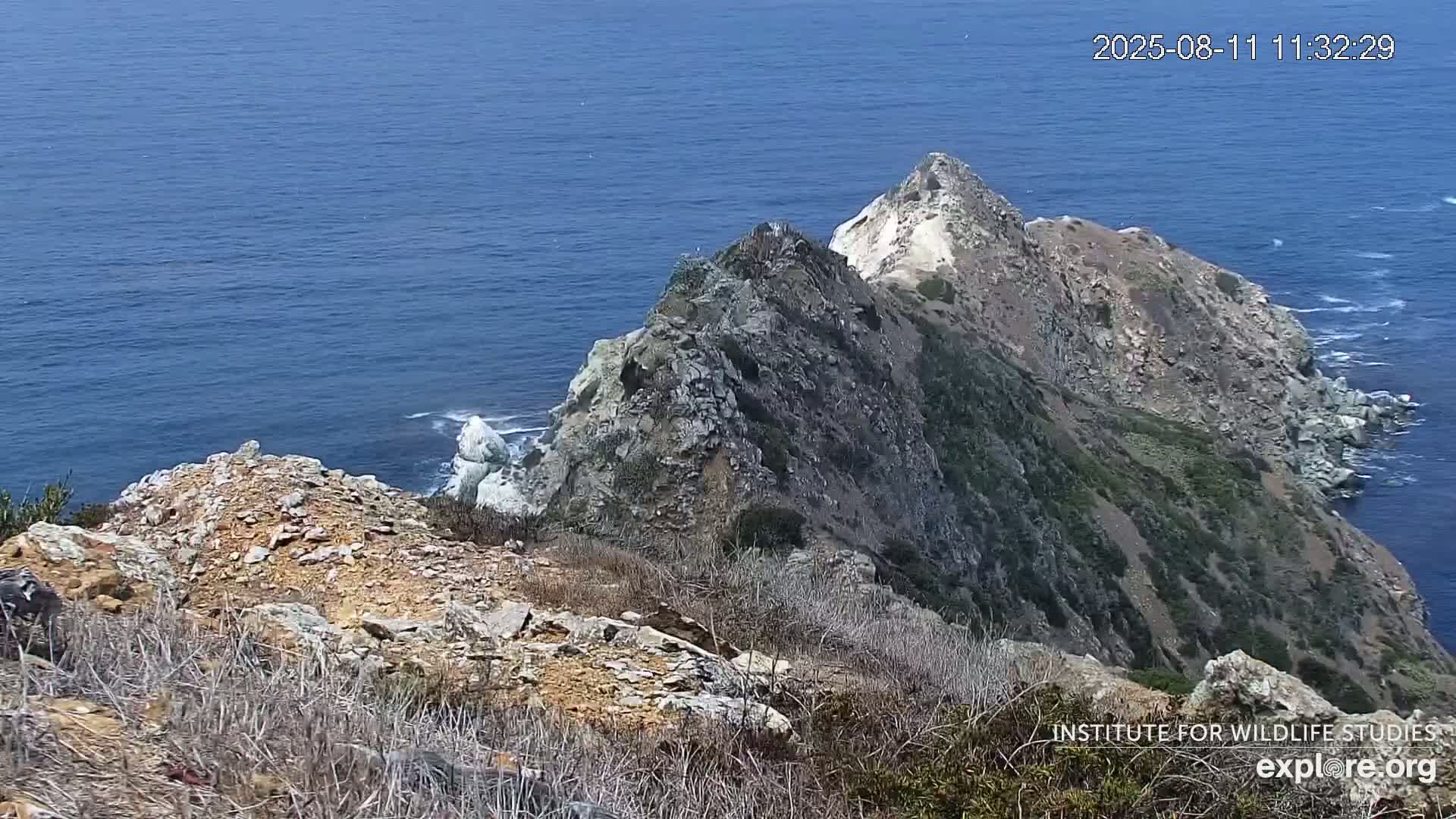 Santa Catalina Island  West End Bald Eagle Wildlife & Pasific View Live Cam - West End, Santa Catalina, Los Angeles, California, USA