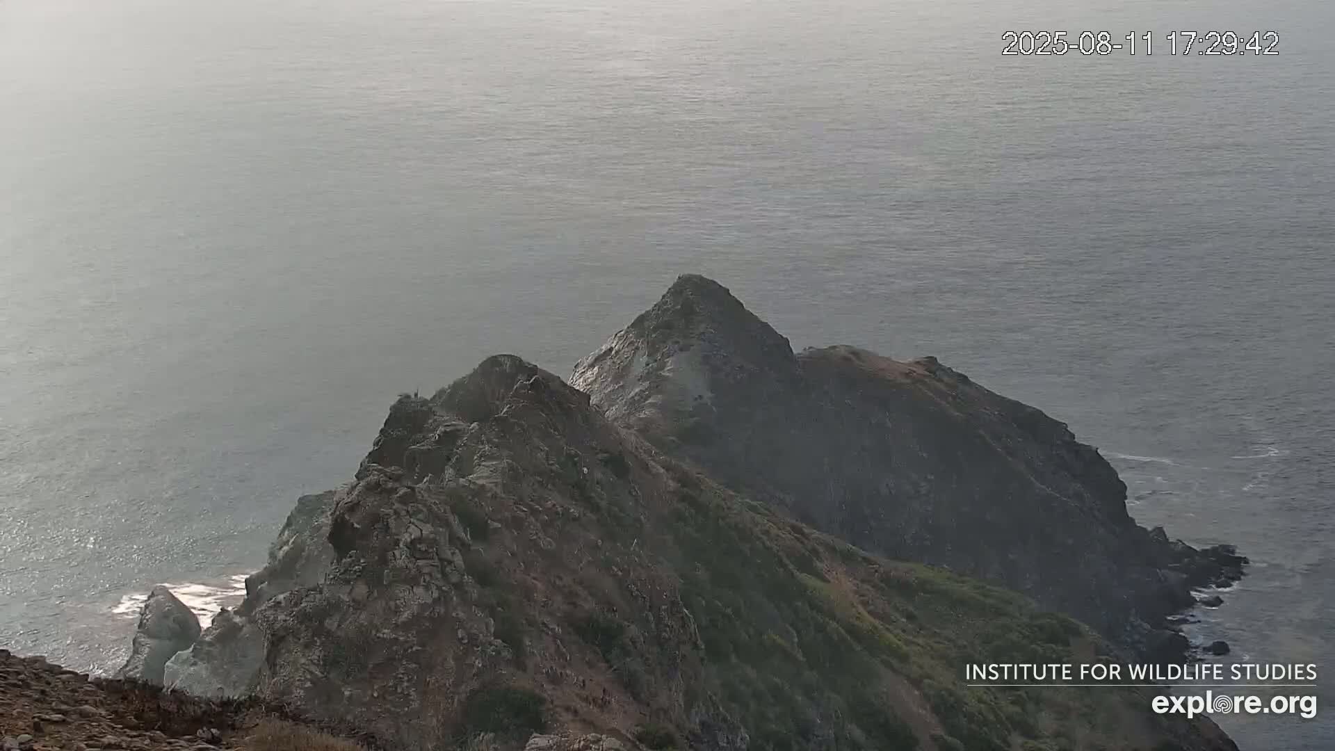 Santa Catalina Island  West End Bald Eagle Wildlife & Pasific View Live Cam - West End, Santa Catalina, Los Angeles, California, USA