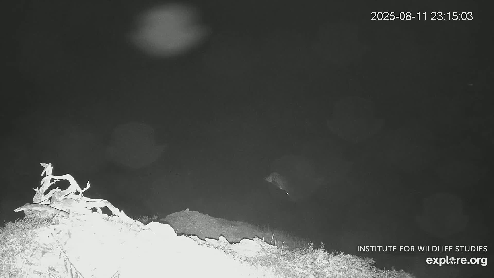 Santa Catalina Island  West End Bald Eagle Wildlife & Pasific View Live Cam - West End, Santa Catalina, Los Angeles, California, USA