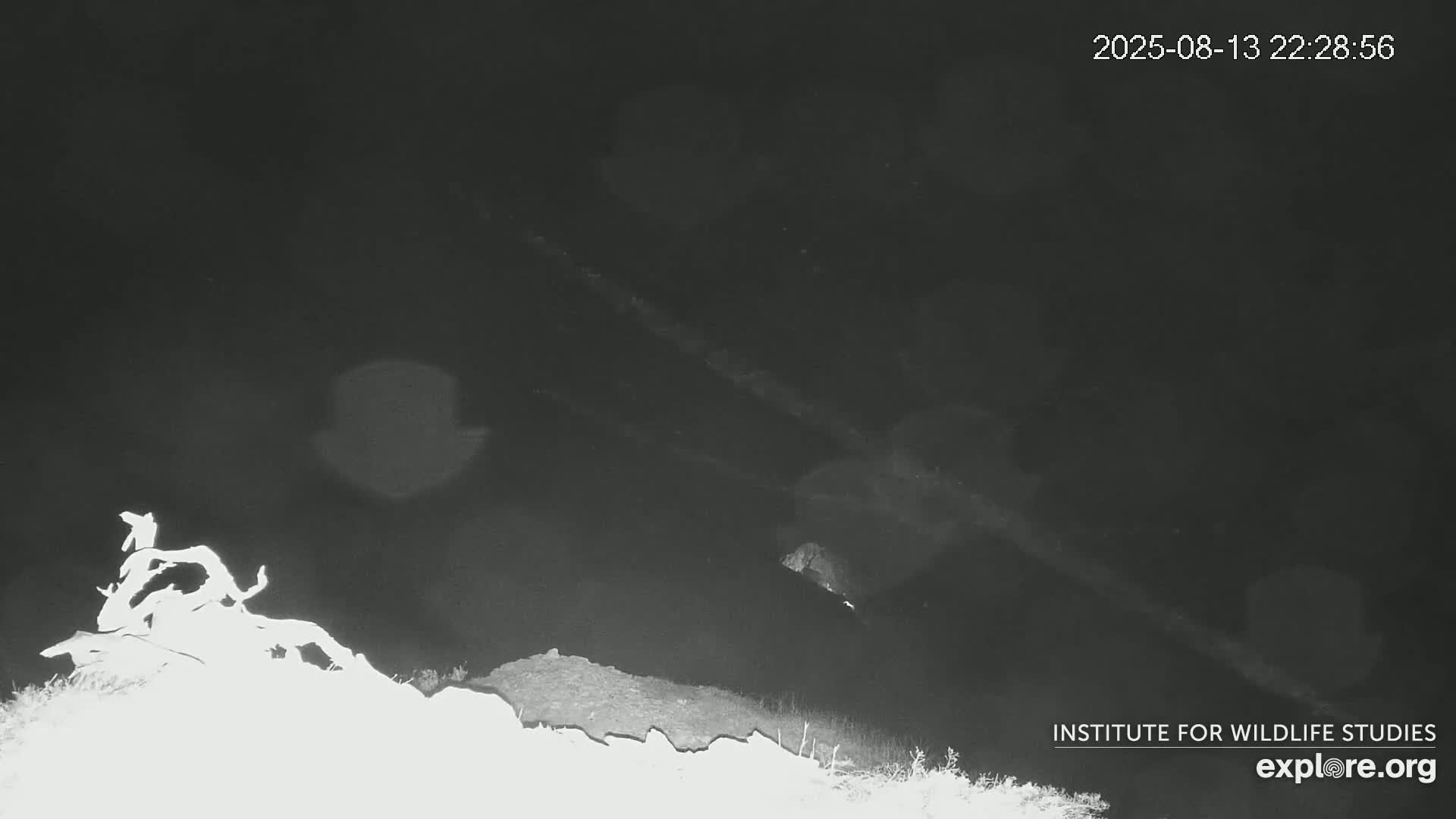 Santa Catalina Island  West End Bald Eagle Wildlife & Pasific View Live Cam - West End, Santa Catalina, Los Angeles, California, USA