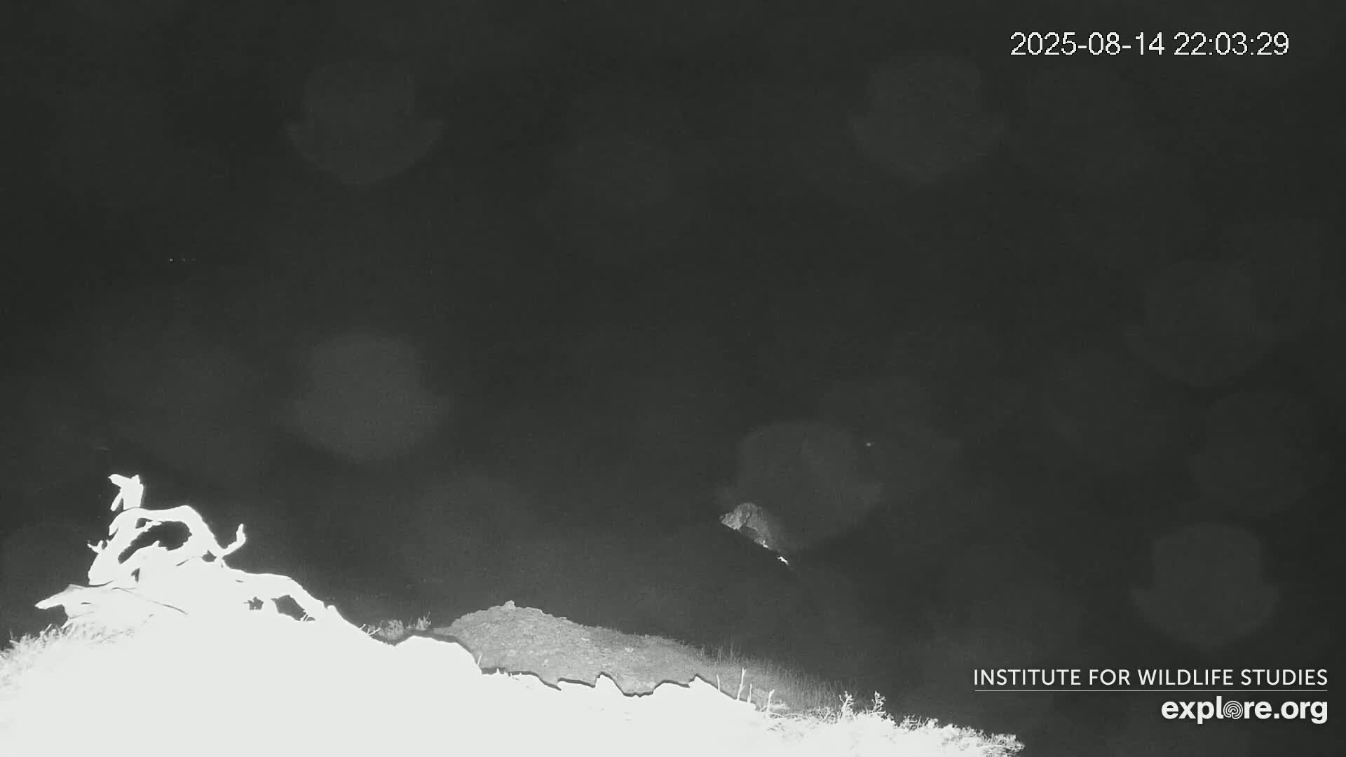 Santa Catalina Island  West End Bald Eagle Wildlife & Pasific View Live Cam - West End, Santa Catalina, Los Angeles, California, USA