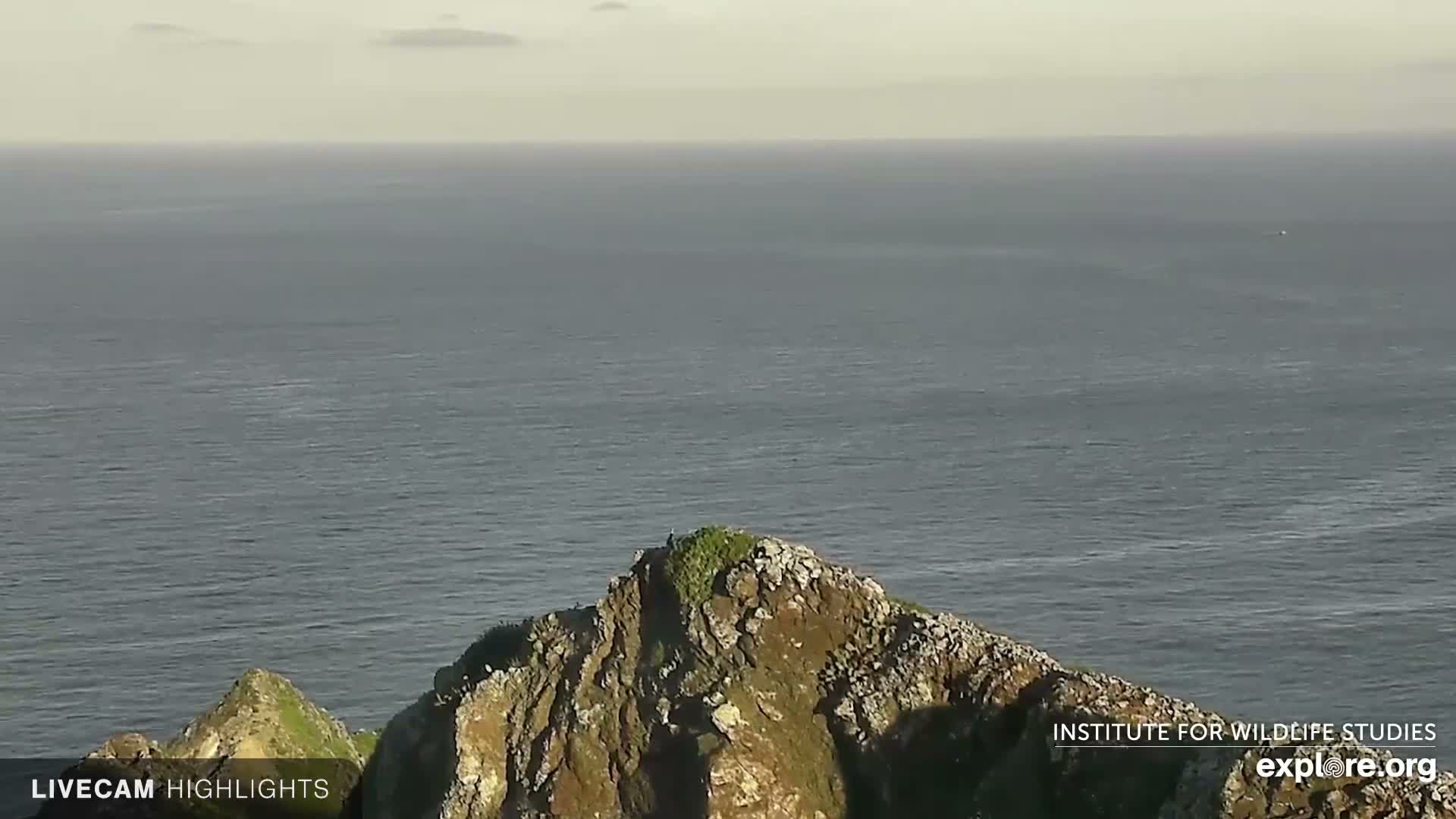 Santa Catalina Island  West End Bald Eagle Wildlife & Pasific View Live Cam - West End, Santa Catalina, Los Angeles, California, USA