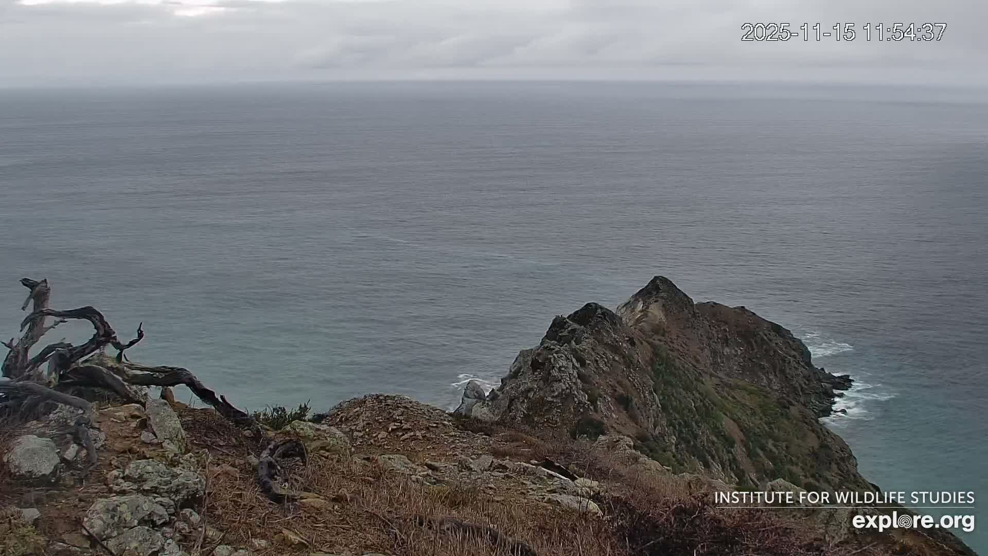 Santa Catalina Island  West End Bald Eagle Wildlife & Pasific View Live Cam - West End, Santa Catalina, Los Angeles, California, USA