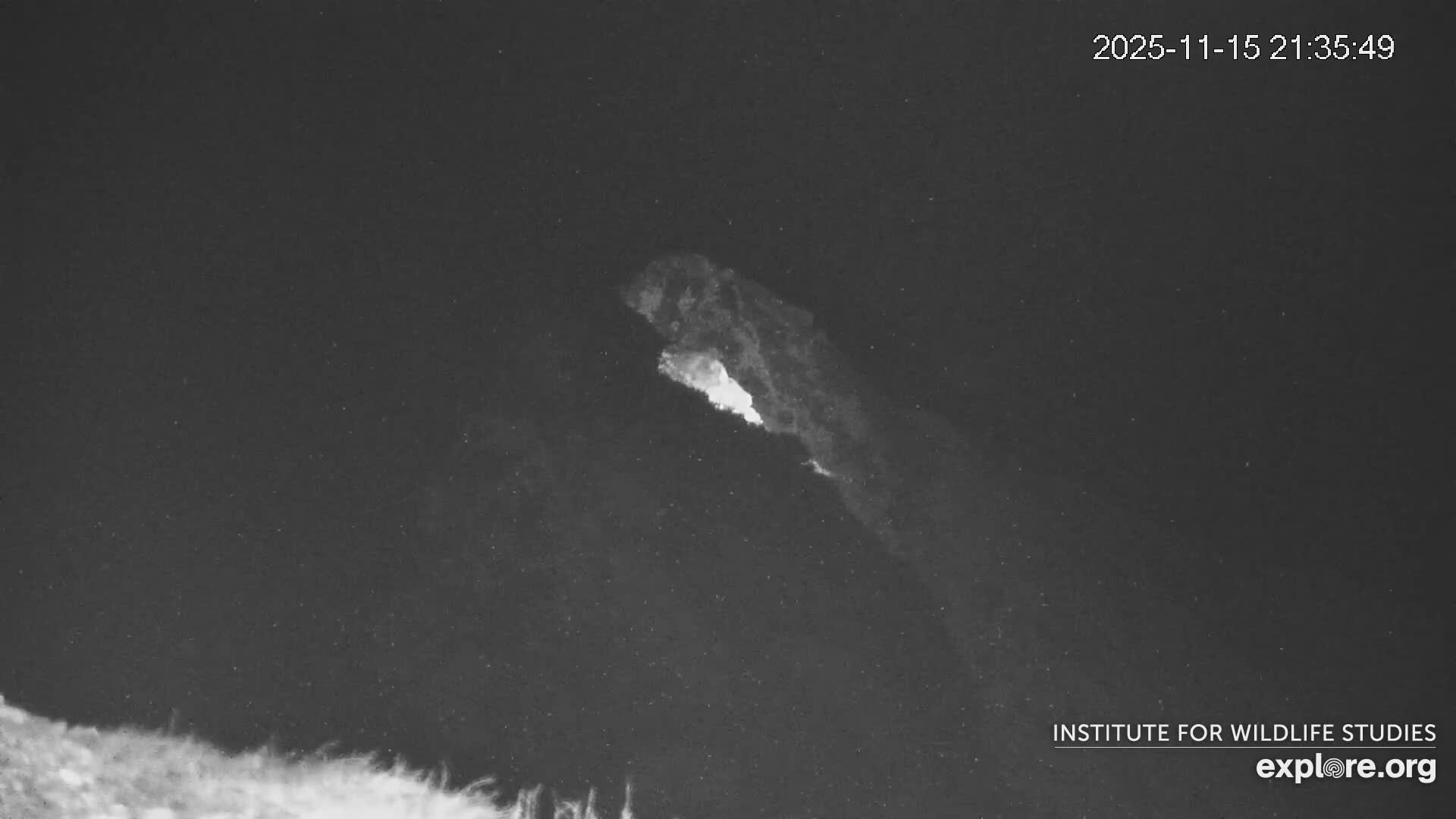 Santa Catalina Island  West End Bald Eagle Wildlife & Pasific View Live Cam - West End, Santa Catalina, Los Angeles, California, USA