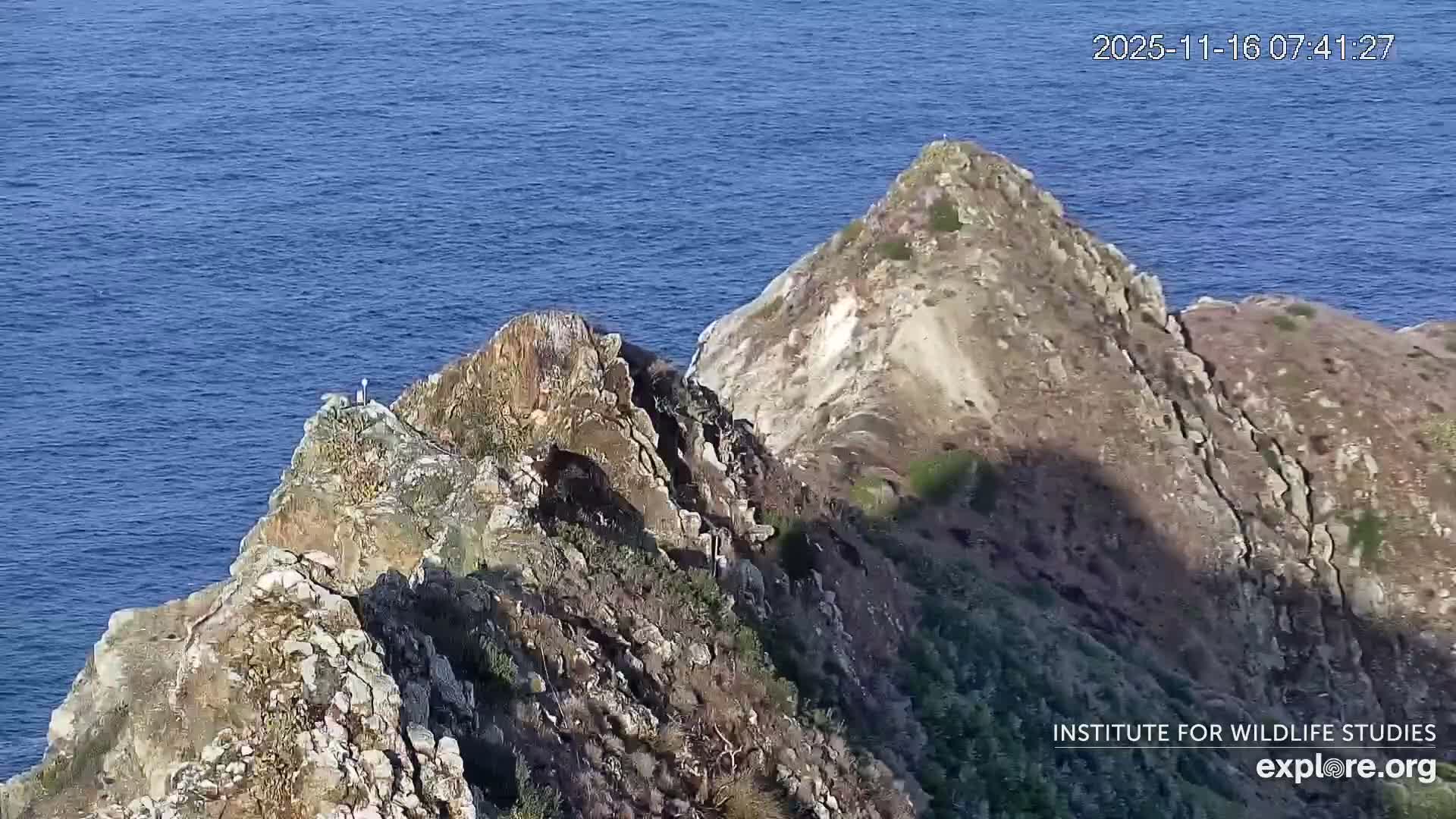 Santa Catalina Island  West End Bald Eagle Wildlife & Pasific View Live Cam - West End, Santa Catalina, Los Angeles, California, USA