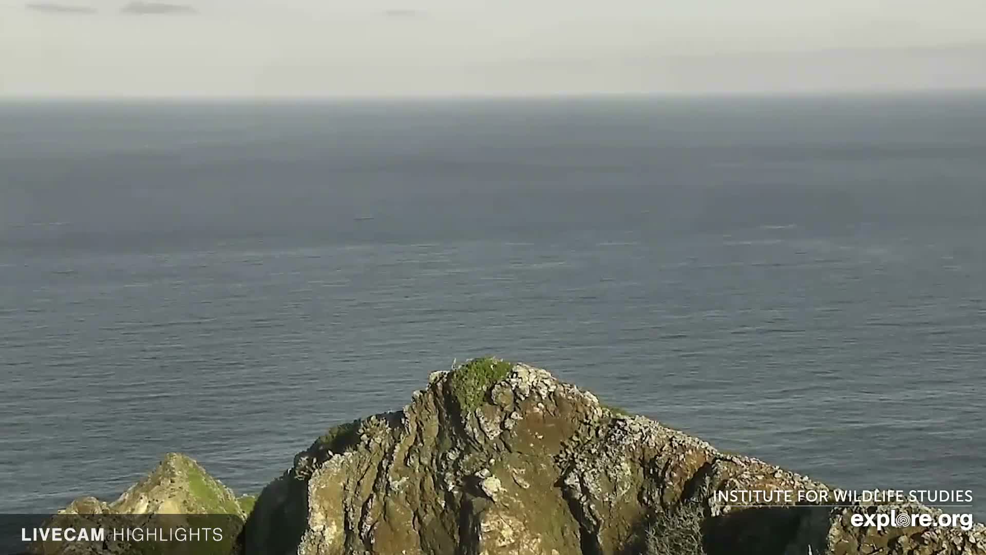 Santa Catalina Island  West End Bald Eagle Wildlife & Pasific View Live Cam - West End, Santa Catalina, Los Angeles, California, USA