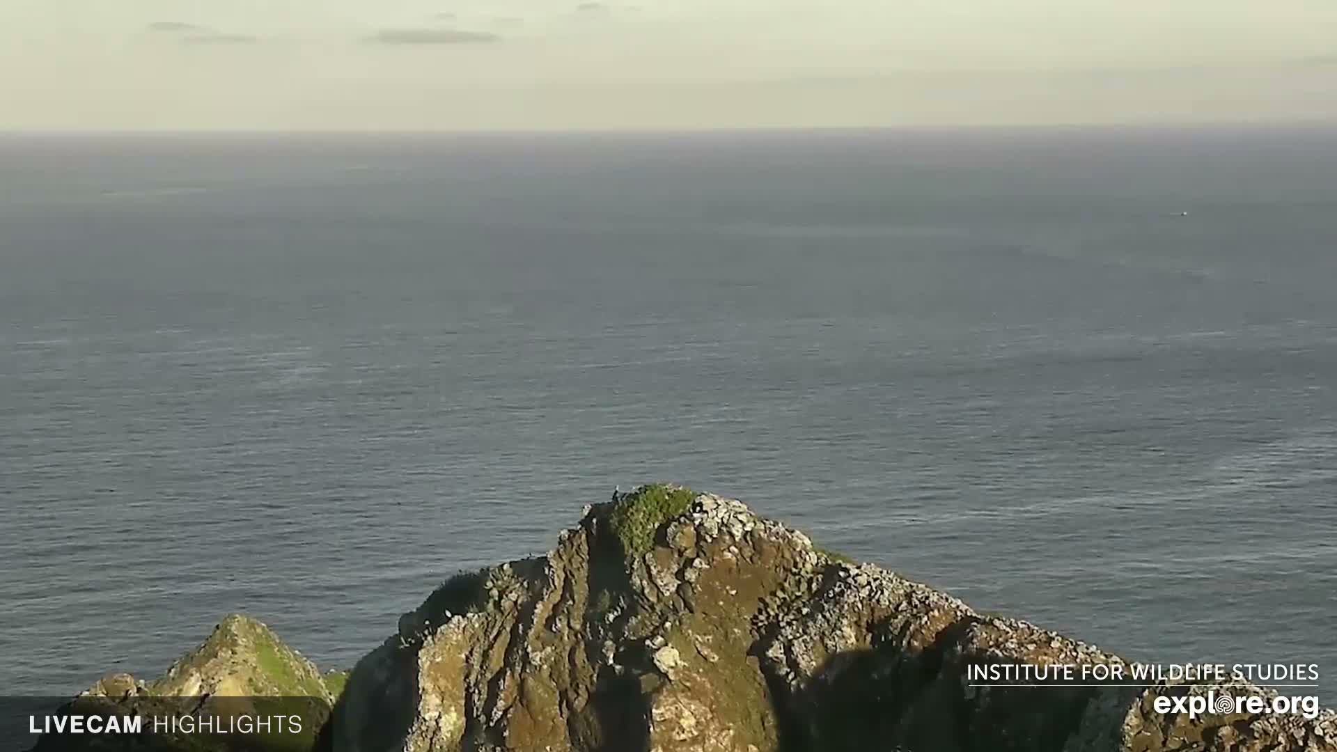 Santa Catalina Island  West End Bald Eagle Wildlife & Pasific View Live Cam - West End, Santa Catalina, Los Angeles, California, USA