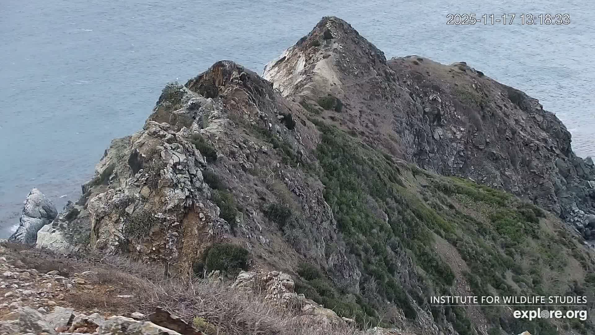 Santa Catalina Island  West End Bald Eagle Wildlife & Pasific View Live Cam - West End, Santa Catalina, Los Angeles, California, USA