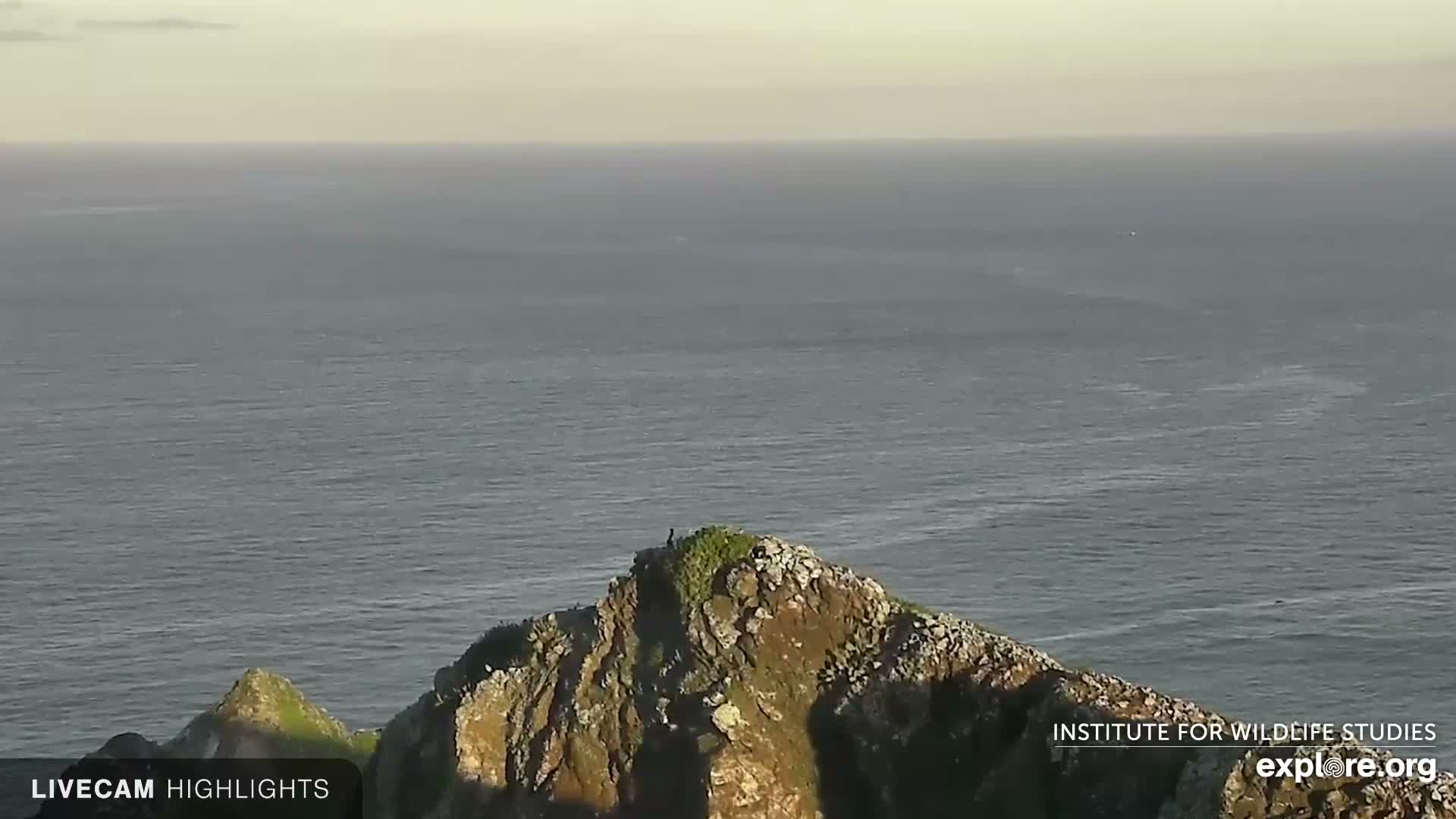 Santa Catalina Island  West End Bald Eagle Wildlife & Pasific View Live Cam - West End, Santa Catalina, Los Angeles, California, USA