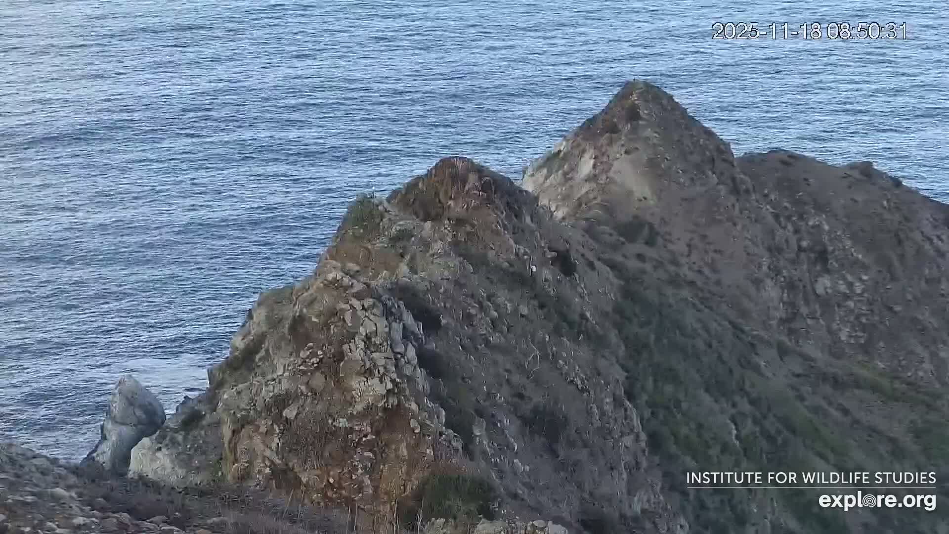 A nighttime, low-light image shows a gnarled piece of driftwood on a hill under a dark sky.