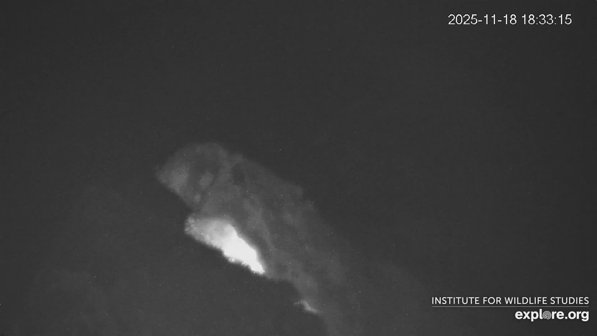 Santa Catalina Island  West End Bald Eagle Wildlife & Pasific View Live Cam - West End, Santa Catalina, Los Angeles, California, USA