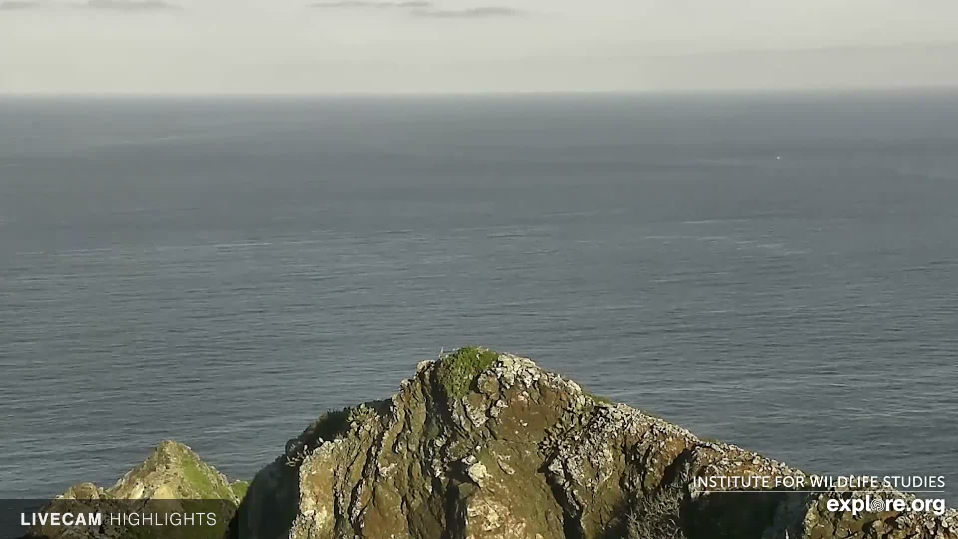 Santa Catalina Island  West End Bald Eagle Wildlife & Pasific View Live Cam - West End, Santa Catalina, Los Angeles, California, USA