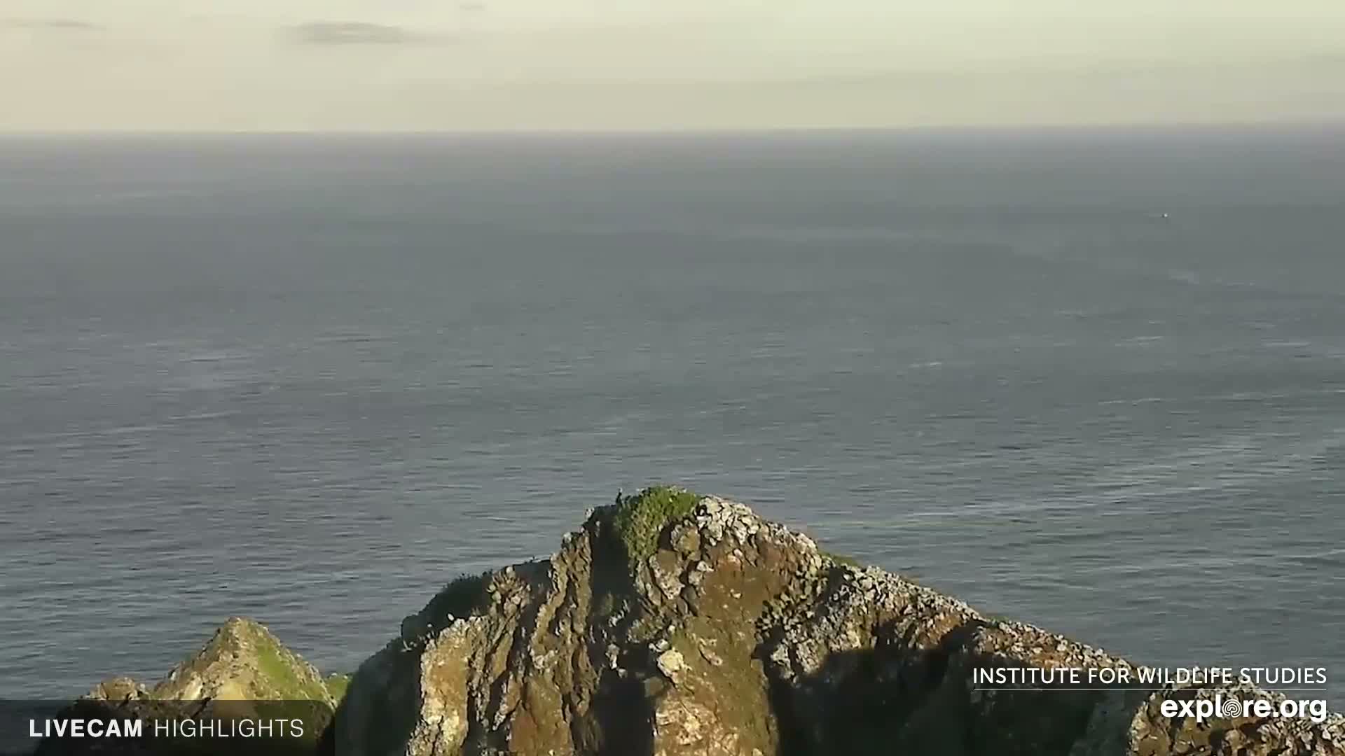 Santa Catalina Island  West End Bald Eagle Wildlife & Pasific View Live Cam - West End, Santa Catalina, Los Angeles, California, USA