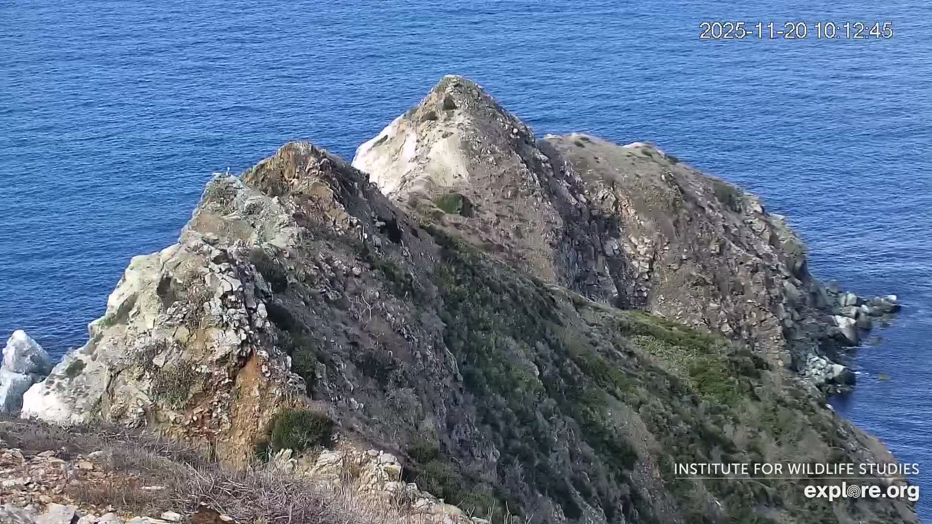 Santa Catalina Island  West End Bald Eagle Wildlife & Pasific View Live Cam - West End, Santa Catalina, Los Angeles, California, USA