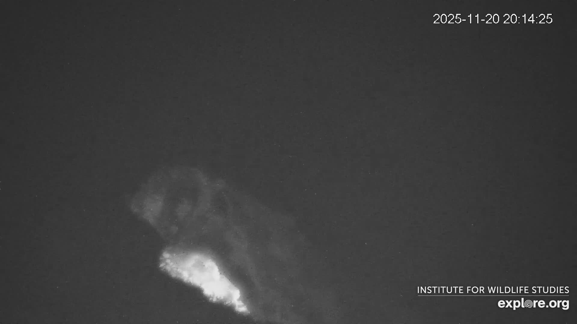 Santa Catalina Island  West End Bald Eagle Wildlife & Pasific View Live Cam - West End, Santa Catalina, Los Angeles, California, USA