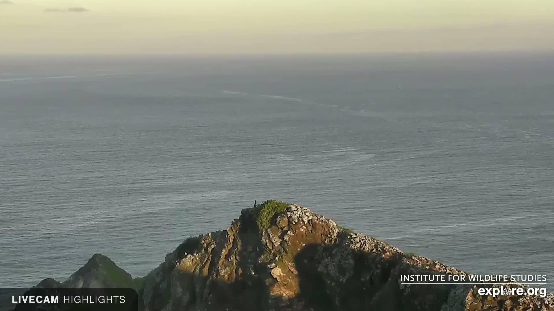 Santa Catalina Island  West End Bald Eagle Wildlife & Pasific View Live Cam - West End, Santa Catalina, Los Angeles, California, USA