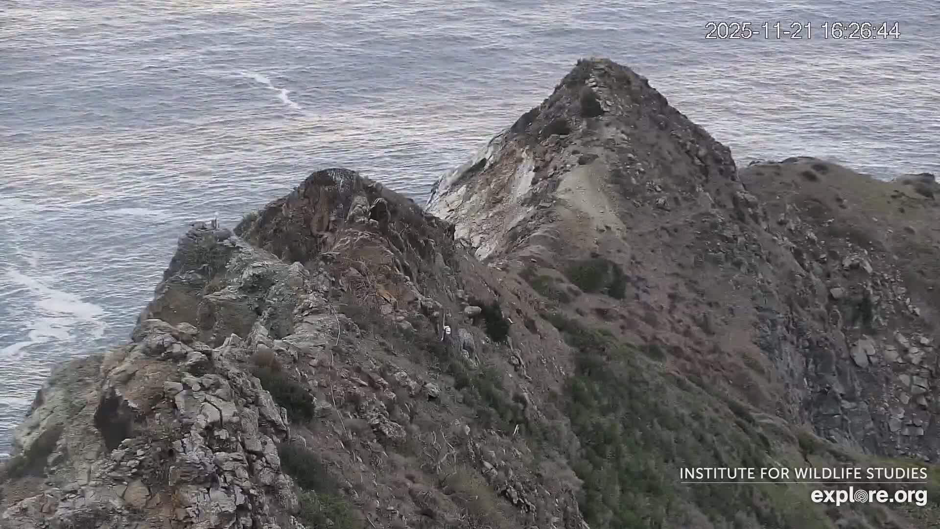 Santa Catalina Island  West End Bald Eagle Wildlife & Pasific View Live Cam - West End, Santa Catalina, Los Angeles, California, USA