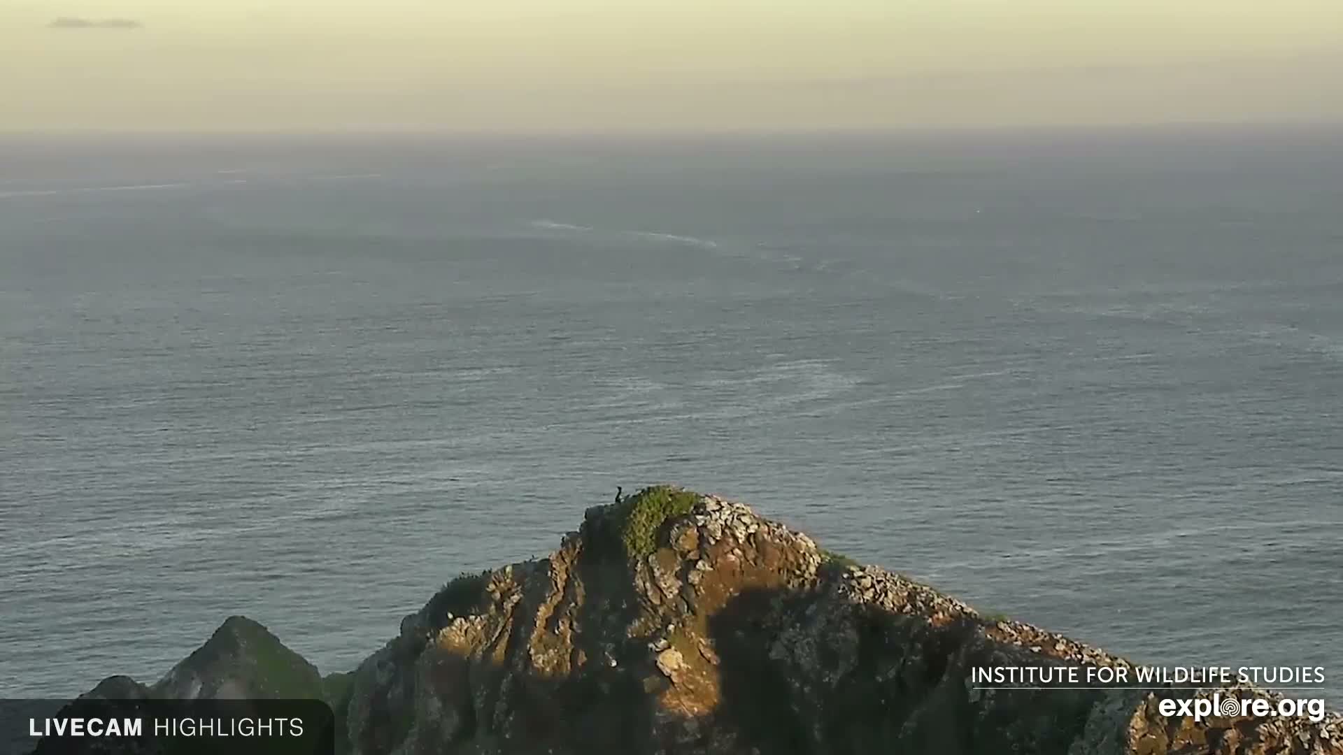 Santa Catalina Island  West End Bald Eagle Wildlife & Pasific View Live Cam - West End, Santa Catalina, Los Angeles, California, USA