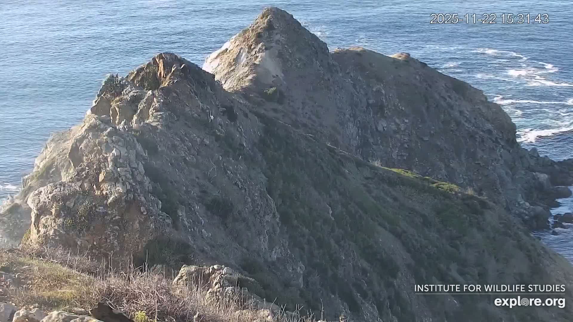 Santa Catalina Island  West End Bald Eagle Wildlife & Pasific View Live Cam - West End, Santa Catalina, Los Angeles, California, USA