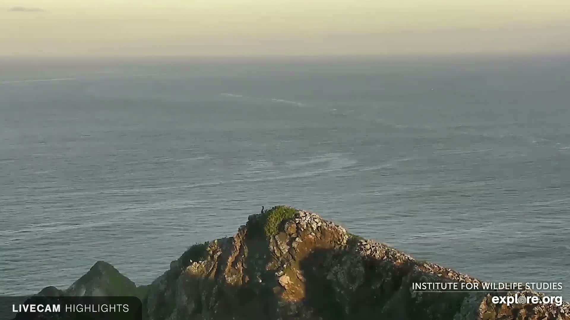 A small dark bird is perched on a rocky, green-topped outcrop overlooking a vast, calm ocean under a hazy, pale sky.