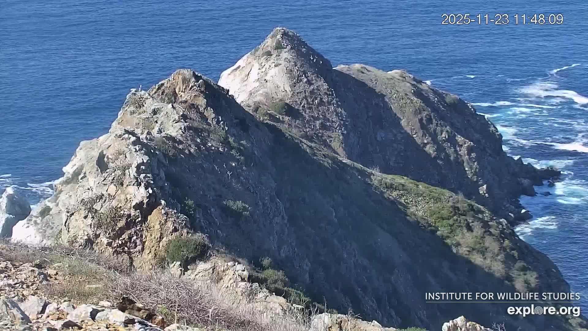 Santa Catalina Island  West End Bald Eagle Wildlife & Pasific View Live Cam - West End, Santa Catalina, Los Angeles, California, USA