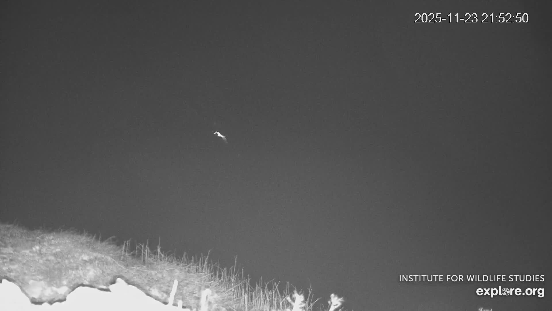 Santa Catalina Island  West End Bald Eagle Wildlife & Pasific View Live Cam - West End, Santa Catalina, Los Angeles, California, USA