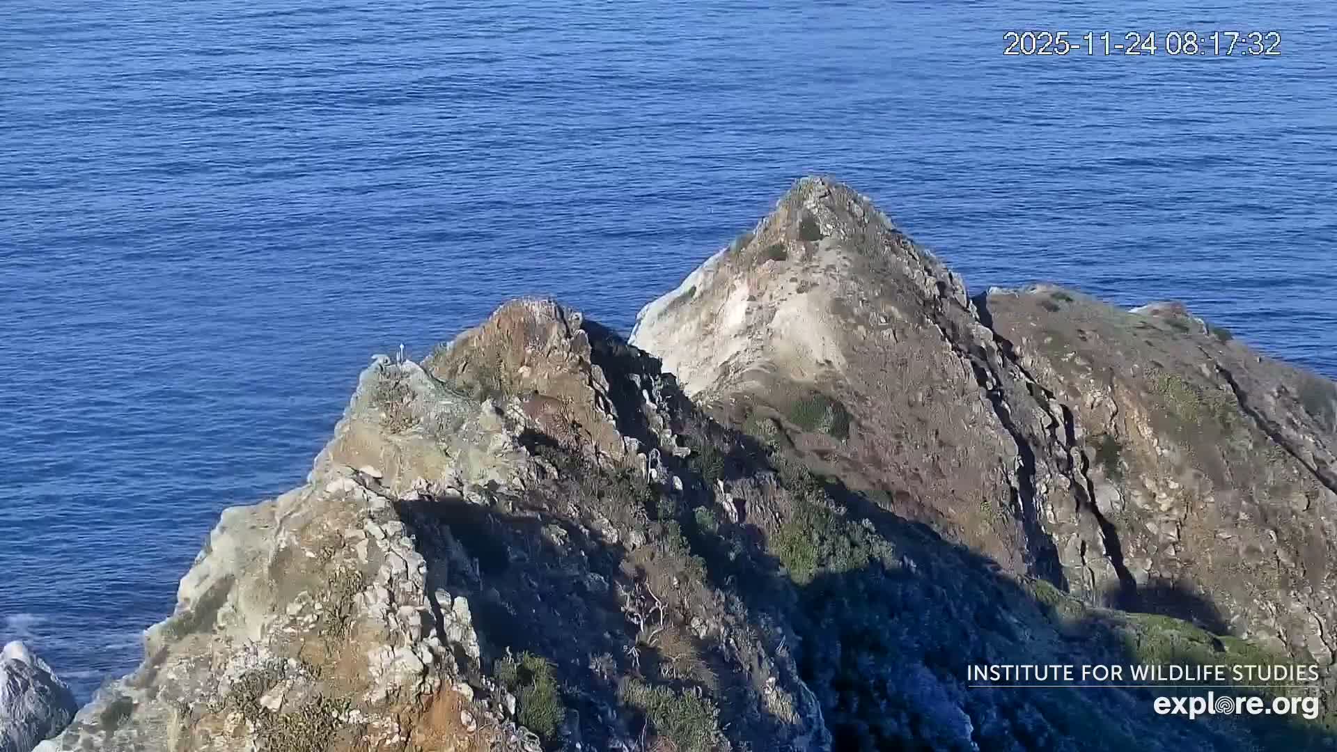 Santa Catalina Island  West End Bald Eagle Wildlife & Pasific View Live Cam - West End, Santa Catalina, Los Angeles, California, USA