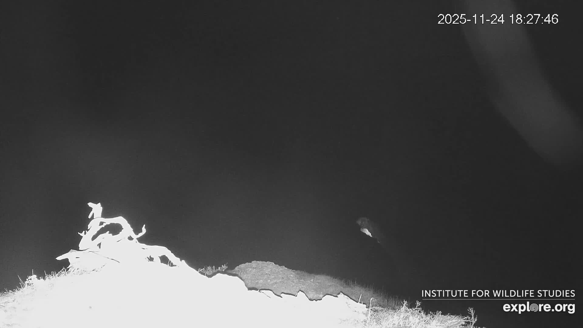 Santa Catalina Island  West End Bald Eagle Wildlife & Pasific View Live Cam - West End, Santa Catalina, Los Angeles, California, USA