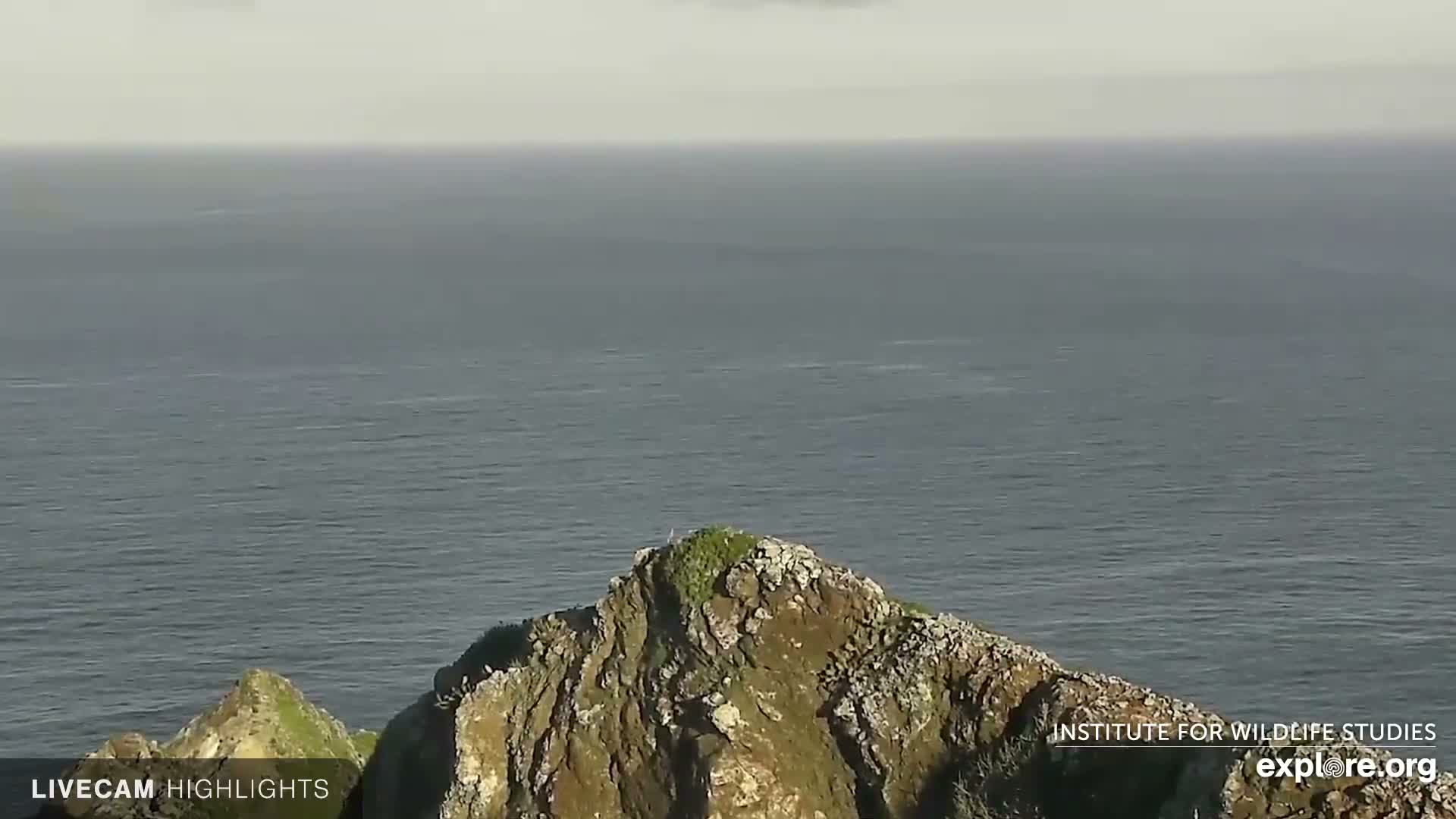 Santa Catalina Island  West End Bald Eagle Wildlife & Pasific View Live Cam - West End, Santa Catalina, Los Angeles, California, USA