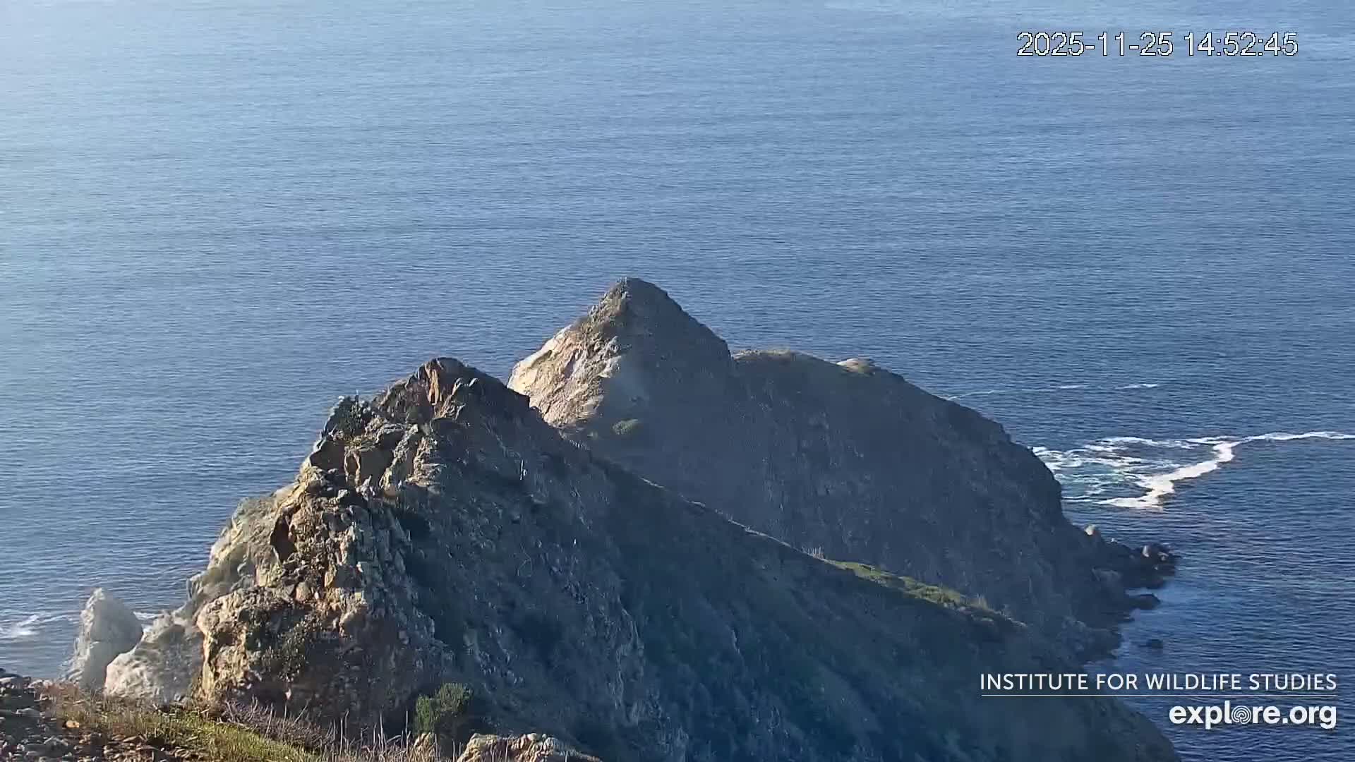 Santa Catalina Island  West End Bald Eagle Wildlife & Pasific View Live Cam - West End, Santa Catalina, Los Angeles, California, USA