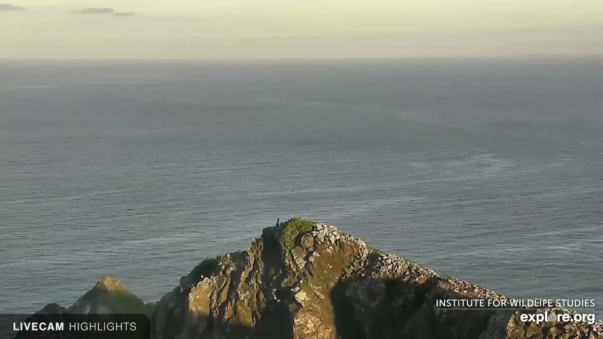 Santa Catalina Island  West End Bald Eagle Wildlife & Pasific View Live Cam - West End, Santa Catalina, Los Angeles, California, USA