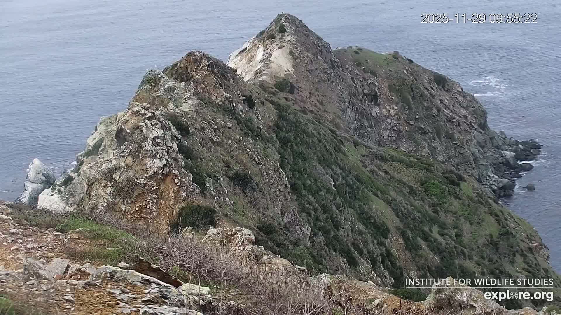 Santa Catalina Island  West End Bald Eagle Wildlife & Pasific View Live Cam - West End, Santa Catalina, Los Angeles, California, USA