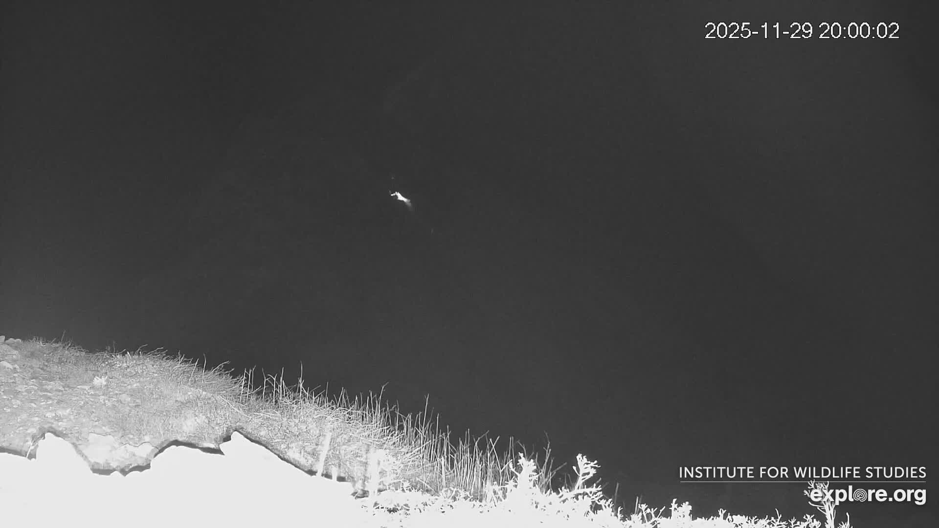 Santa Catalina Island  West End Bald Eagle Wildlife & Pasific View Live Cam - West End, Santa Catalina, Los Angeles, California, USA