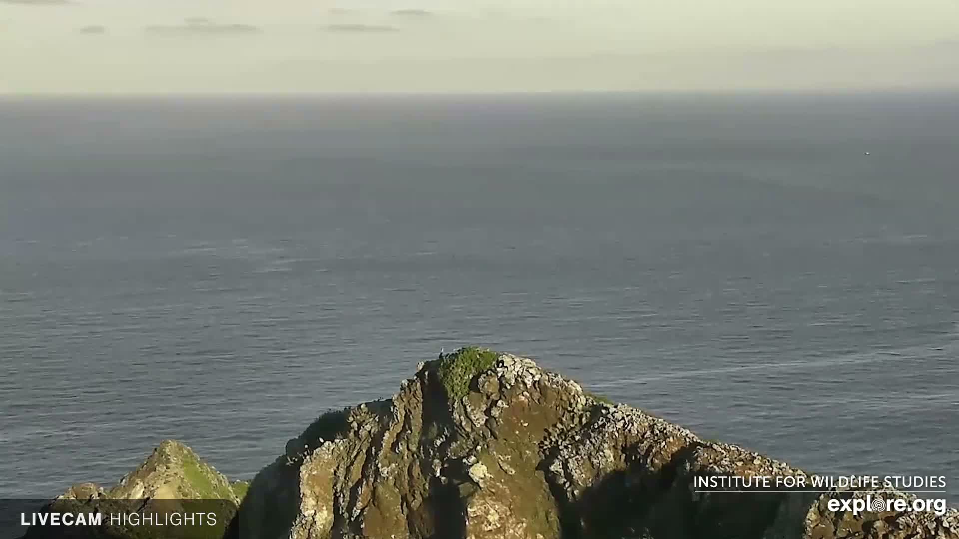 Santa Catalina Island  West End Bald Eagle Wildlife & Pasific View Live Cam - West End, Santa Catalina, Los Angeles, California, USA