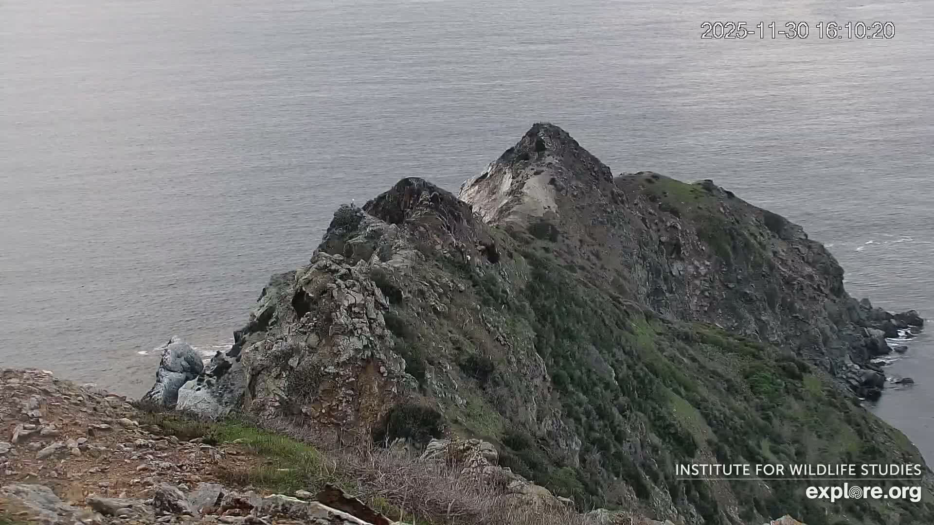 Santa Catalina Island  West End Bald Eagle Wildlife & Pasific View Live Cam - West End, Santa Catalina, Los Angeles, California, USA