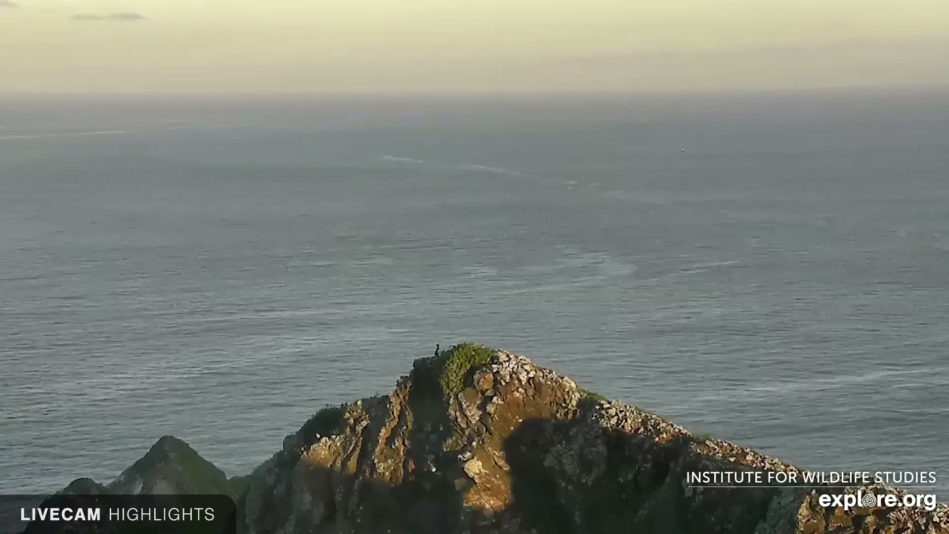 A lone dark bird perches atop a rocky, grass-covered outcrop, overlooking a calm, grey ocean stretching to a hazy horizon under an overcast sky.