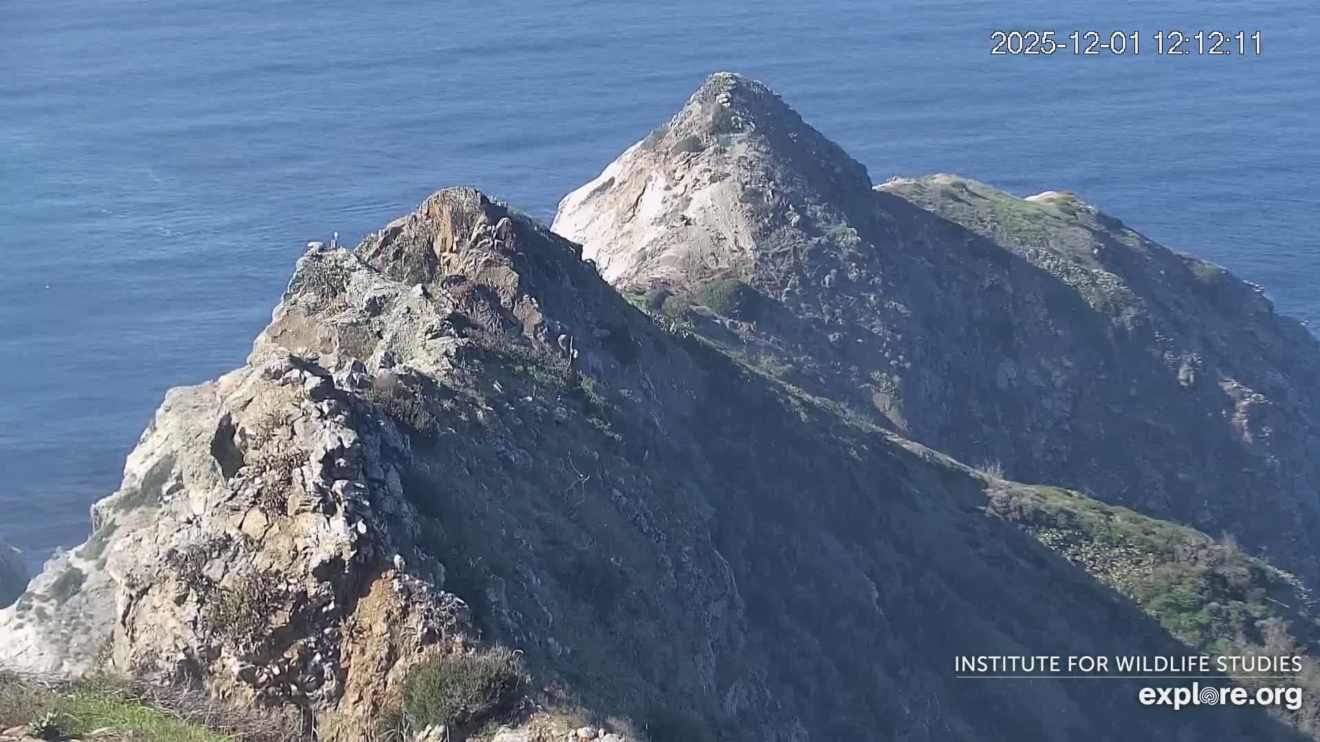 Santa Catalina Island  West End Bald Eagle Wildlife & Pasific View Live Cam - West End, Santa Catalina, Los Angeles, California, USA