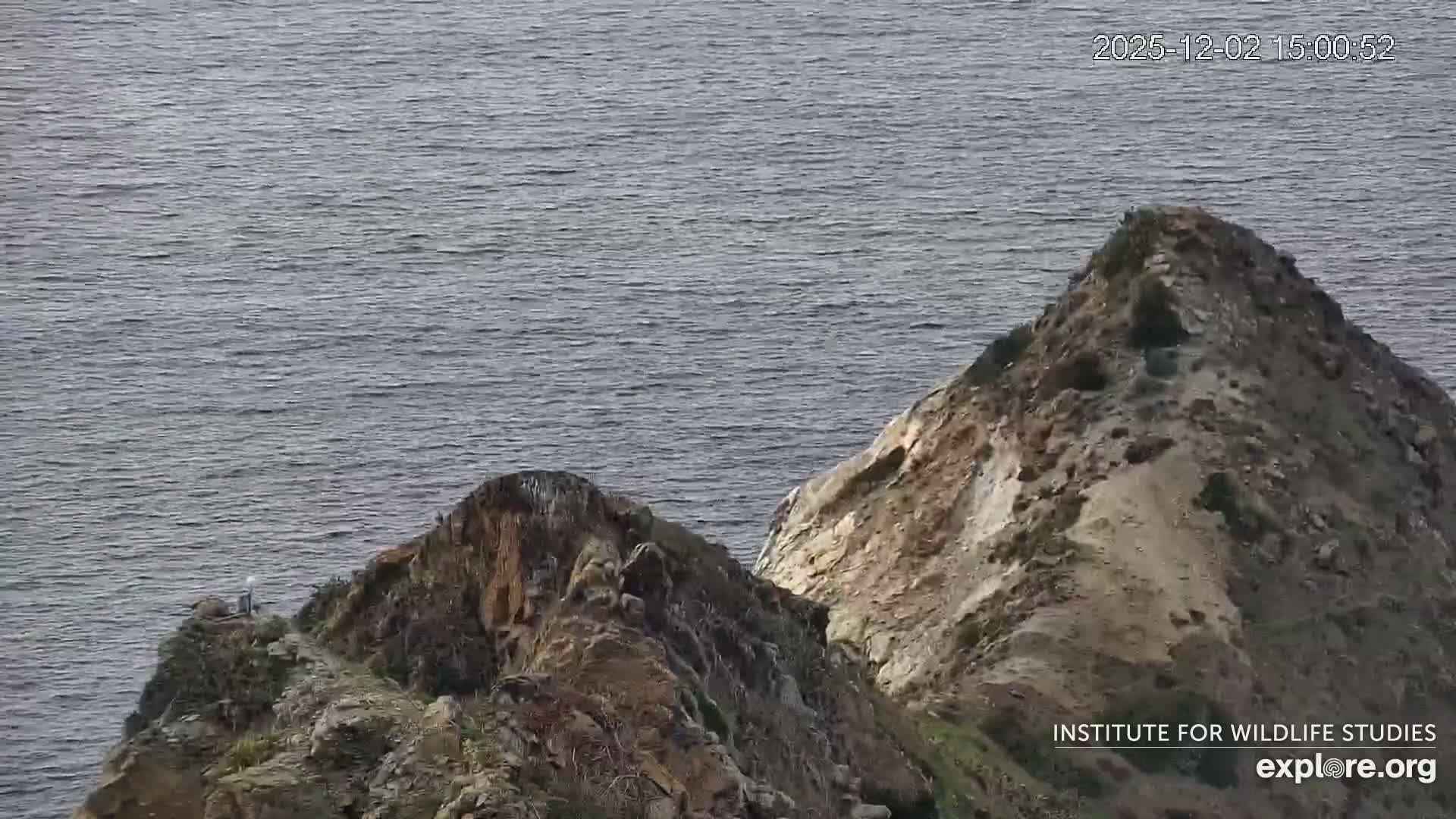Santa Catalina Island  West End Bald Eagle Wildlife & Pasific View Live Cam - West End, Santa Catalina, Los Angeles, California, USA