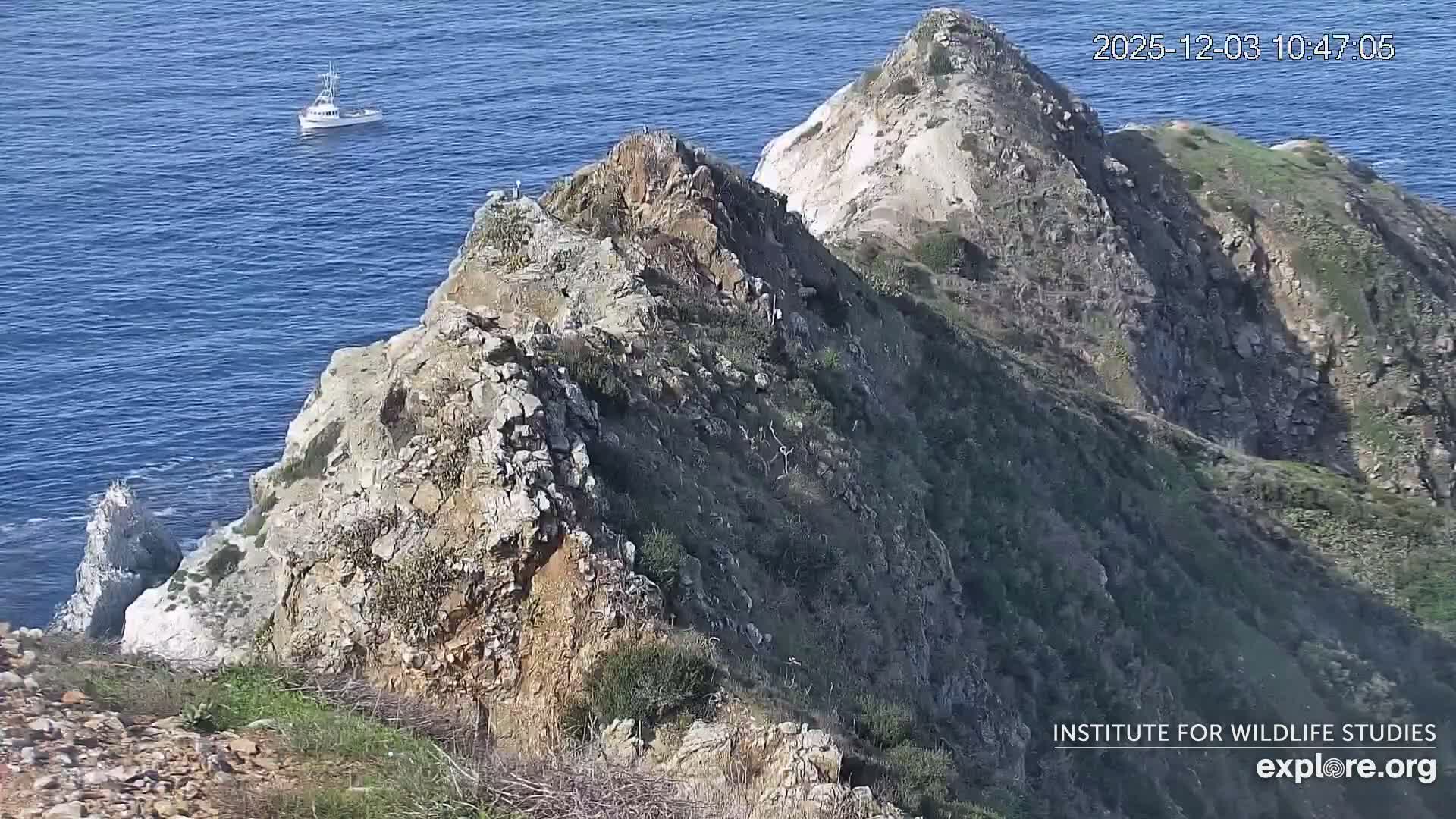 Santa Catalina Island  West End Bald Eagle Wildlife & Pasific View Live Cam - West End, Santa Catalina, Los Angeles, California, USA