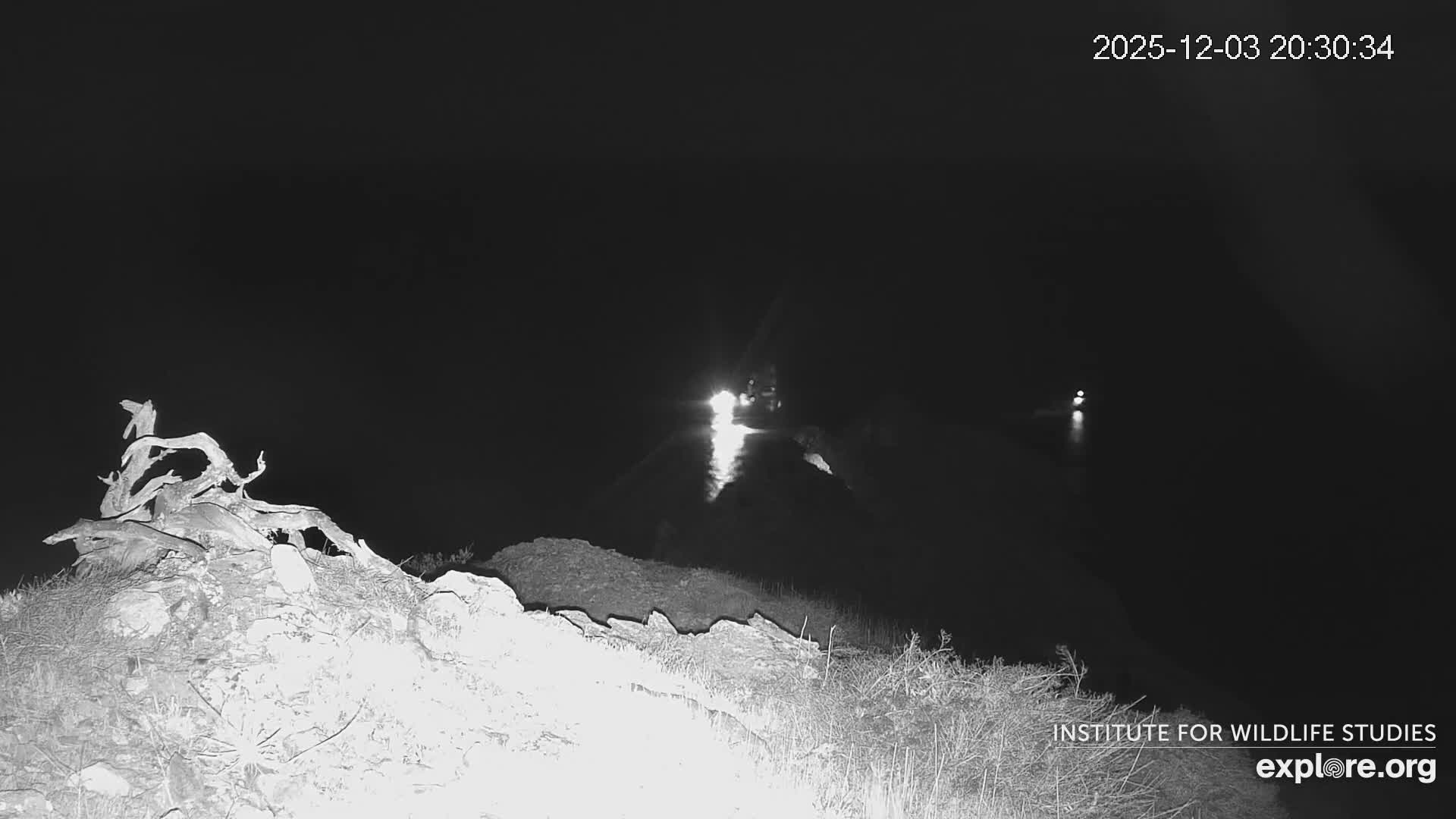 Santa Catalina Island  West End Bald Eagle Wildlife & Pasific View Live Cam - West End, Santa Catalina, Los Angeles, California, USA