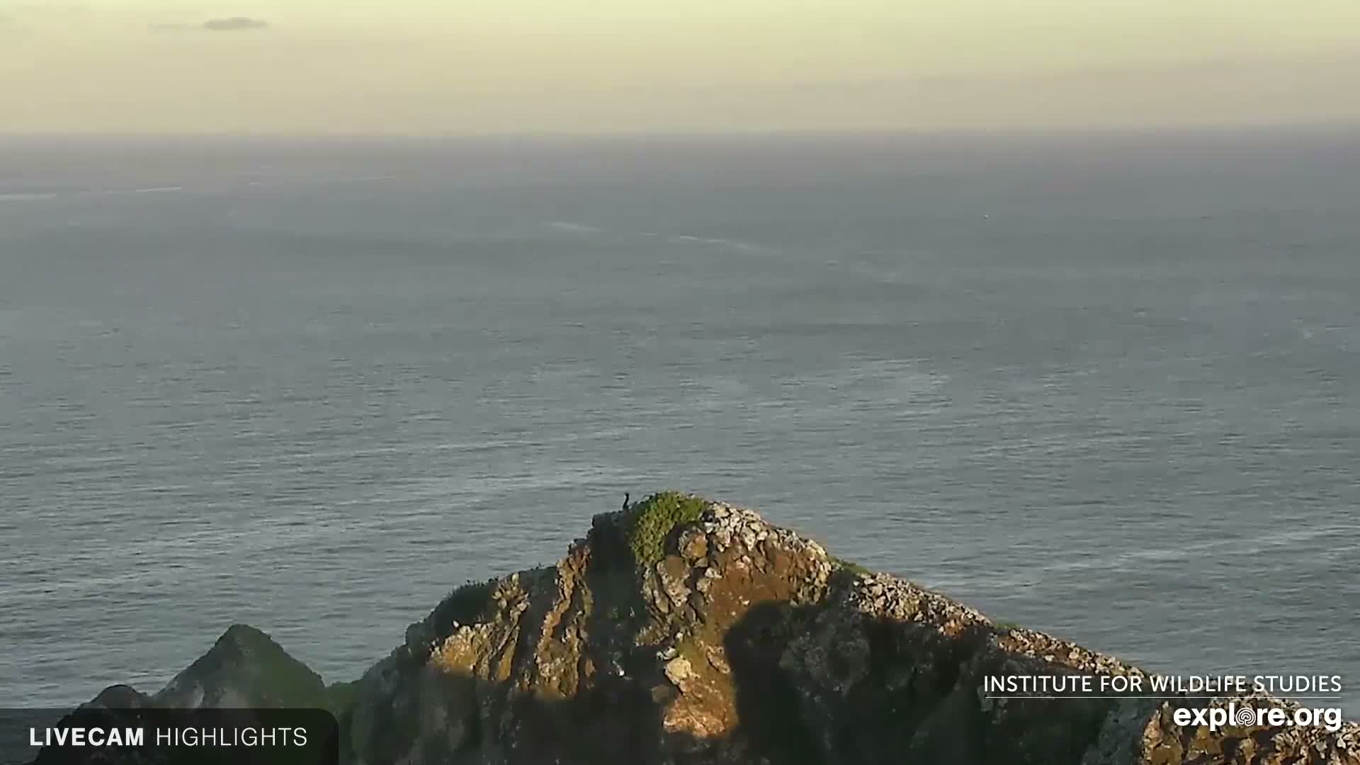 Santa Catalina Island  West End Bald Eagle Wildlife & Pasific View Live Cam - West End, Santa Catalina, Los Angeles, California, USA