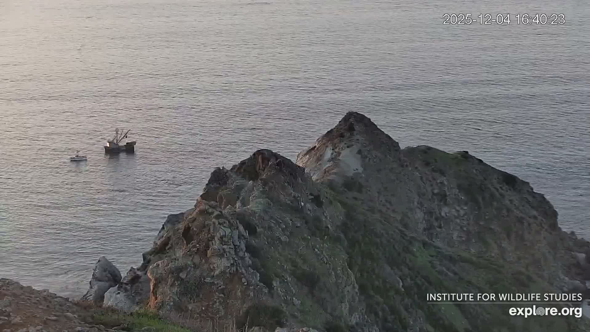 Santa Catalina Island  West End Bald Eagle Wildlife & Pasific View Live Cam - West End, Santa Catalina, Los Angeles, California, USA