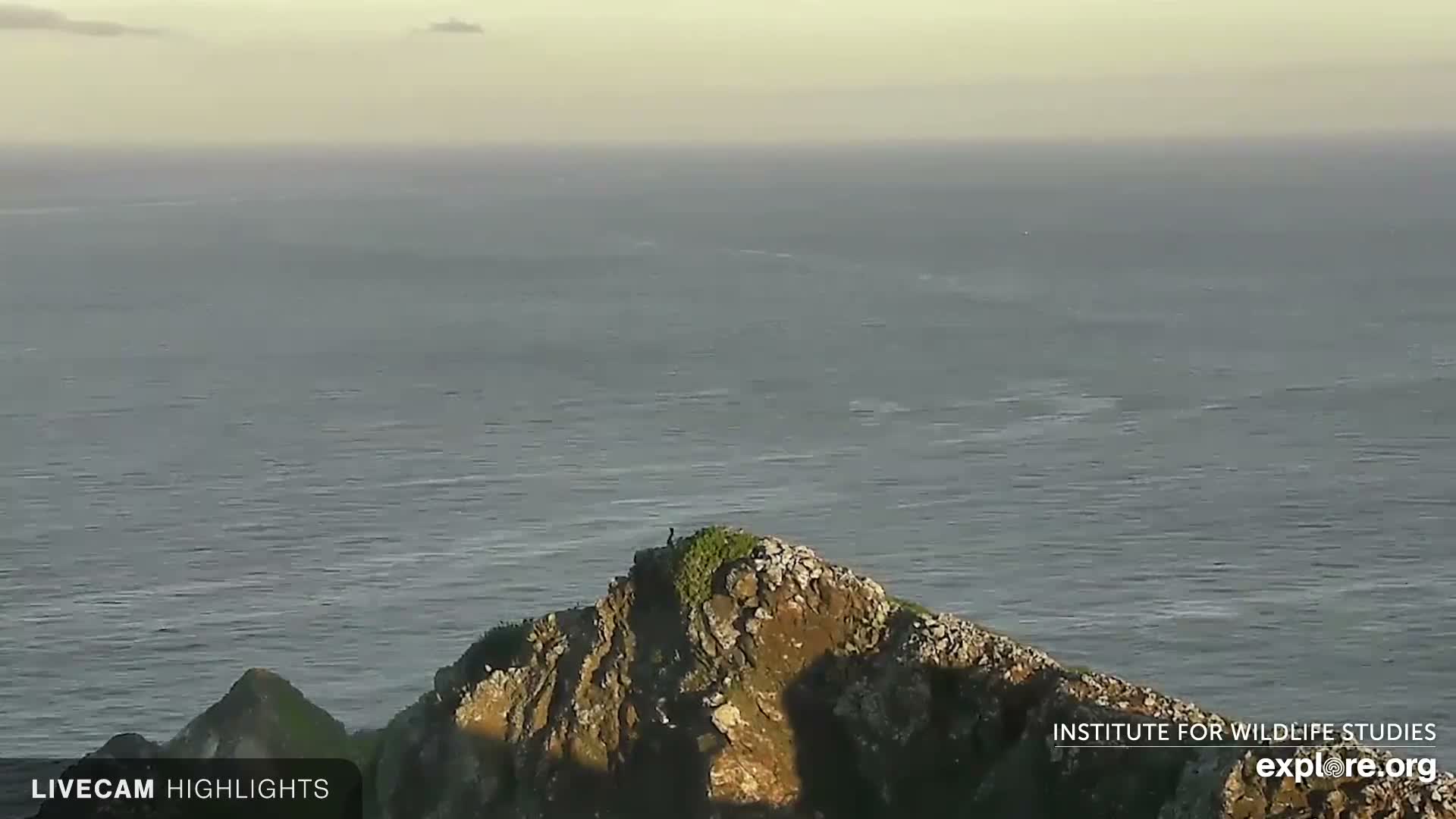 Santa Catalina Island  West End Bald Eagle Wildlife & Pasific View Live Cam - West End, Santa Catalina, Los Angeles, California, USA