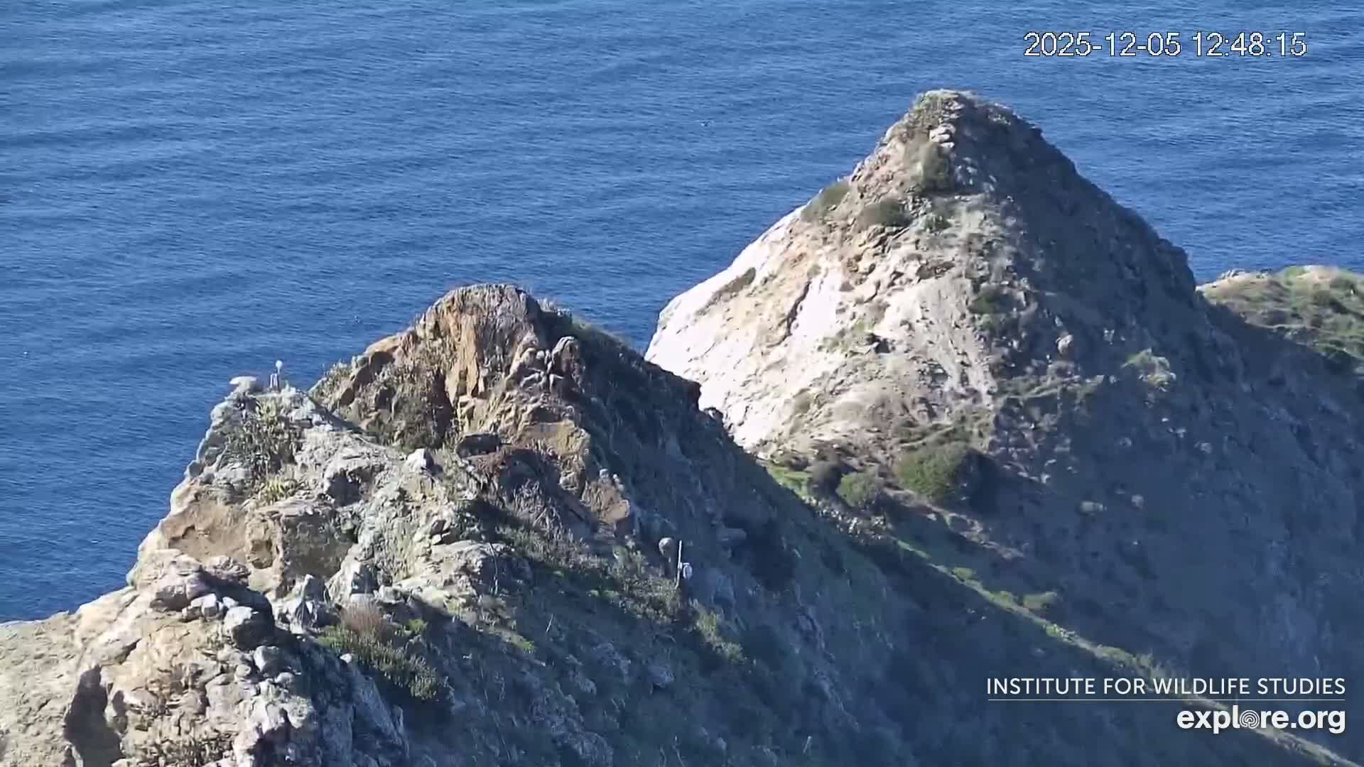 Santa Catalina Island  West End Bald Eagle Wildlife & Pasific View Live Cam - West End, Santa Catalina, Los Angeles, California, USA