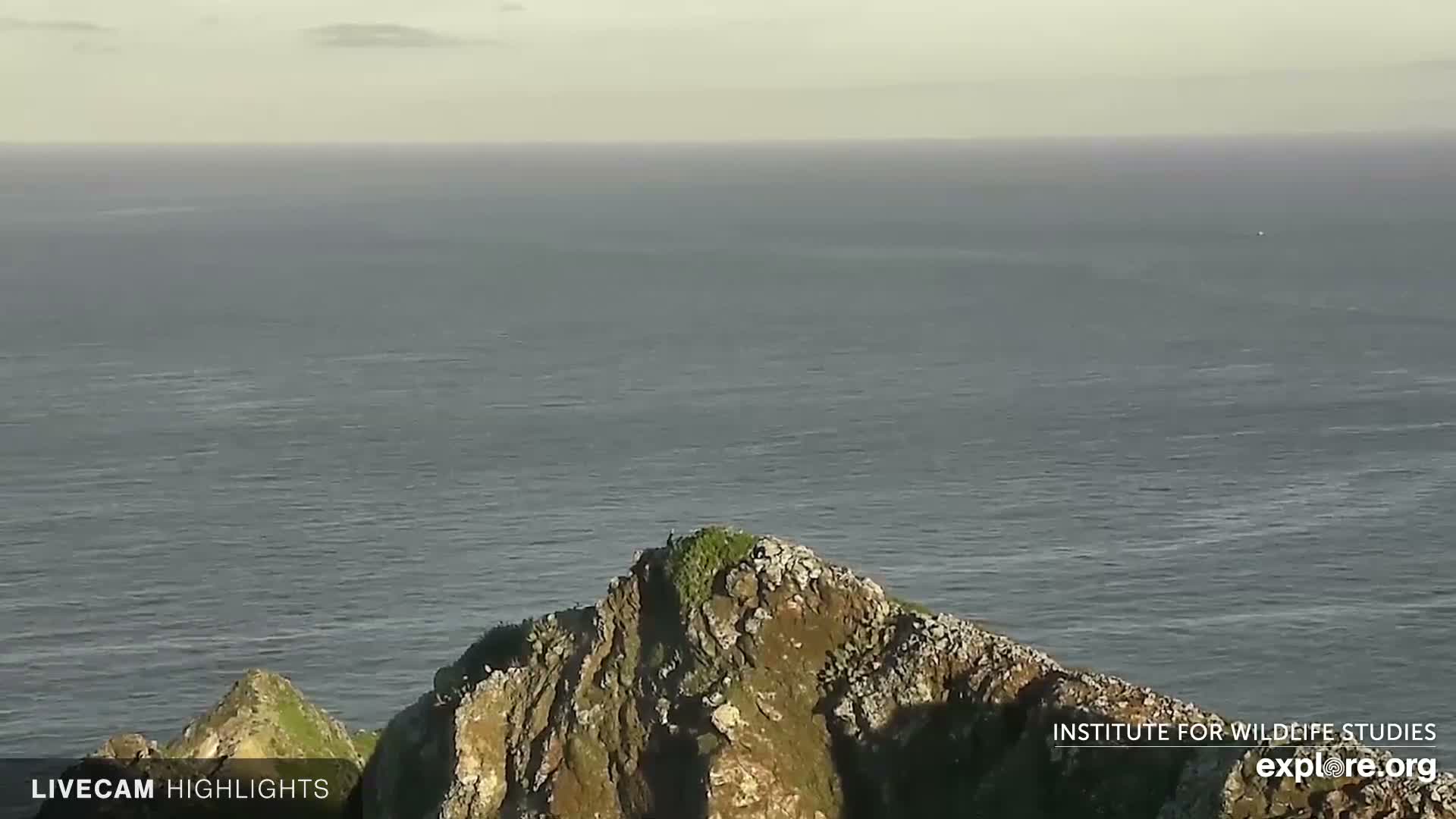 Santa Catalina Island  West End Bald Eagle Wildlife & Pasific View Live Cam - West End, Santa Catalina, Los Angeles, California, USA