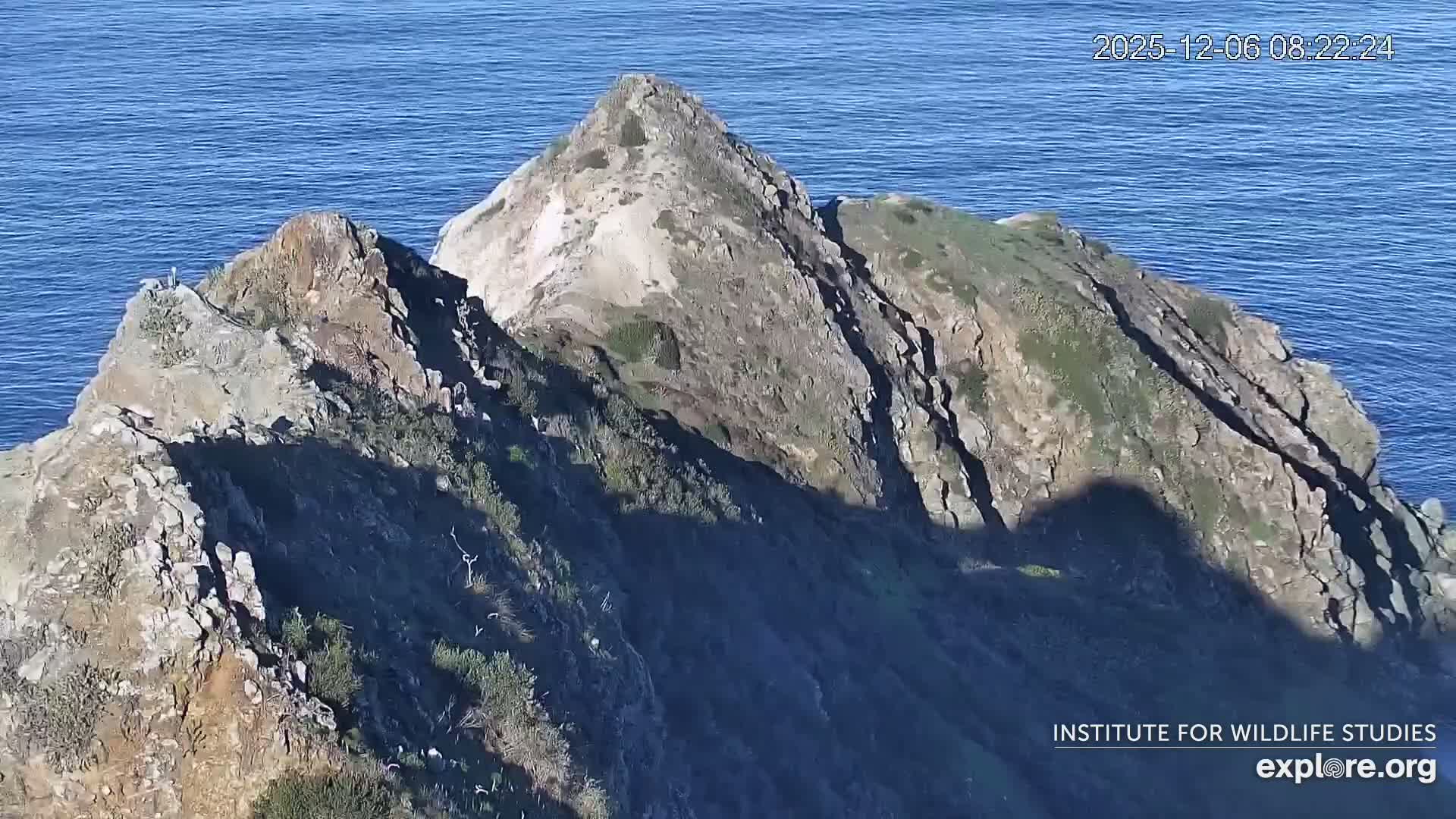 Santa Catalina Island  West End Bald Eagle Wildlife & Pasific View Live Cam - West End, Santa Catalina, Los Angeles, California, USA