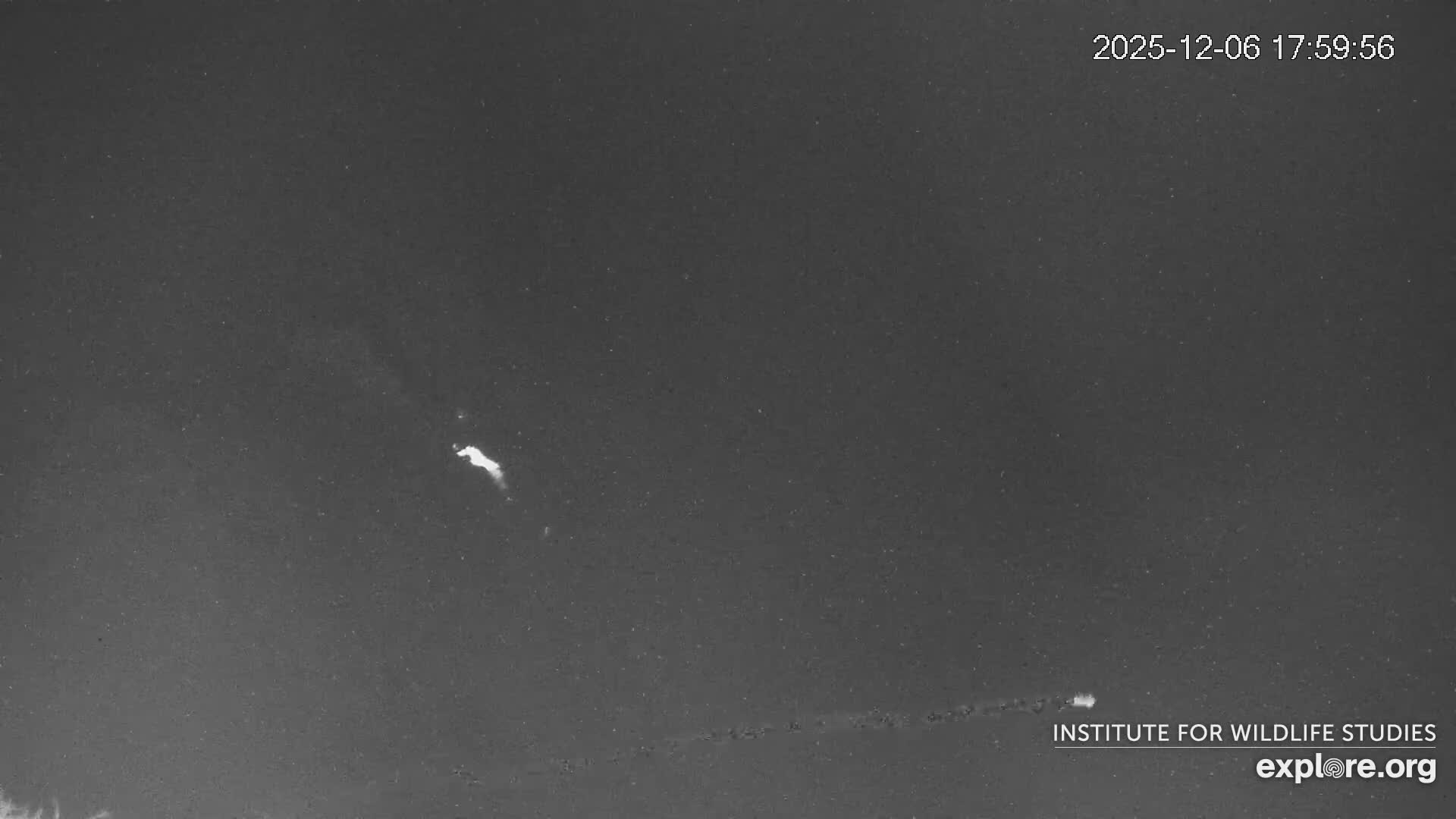 Santa Catalina Island  West End Bald Eagle Wildlife & Pasific View Live Cam - West End, Santa Catalina, Los Angeles, California, USA