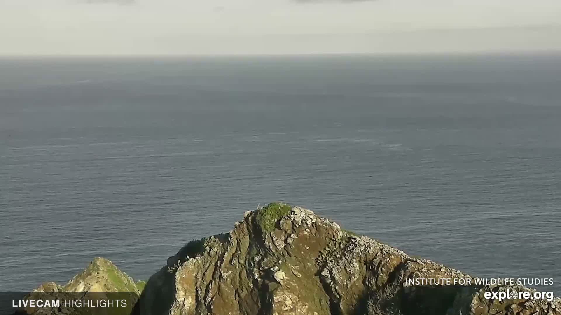 Santa Catalina Island  West End Bald Eagle Wildlife & Pasific View Live Cam - West End, Santa Catalina, Los Angeles, California, USA