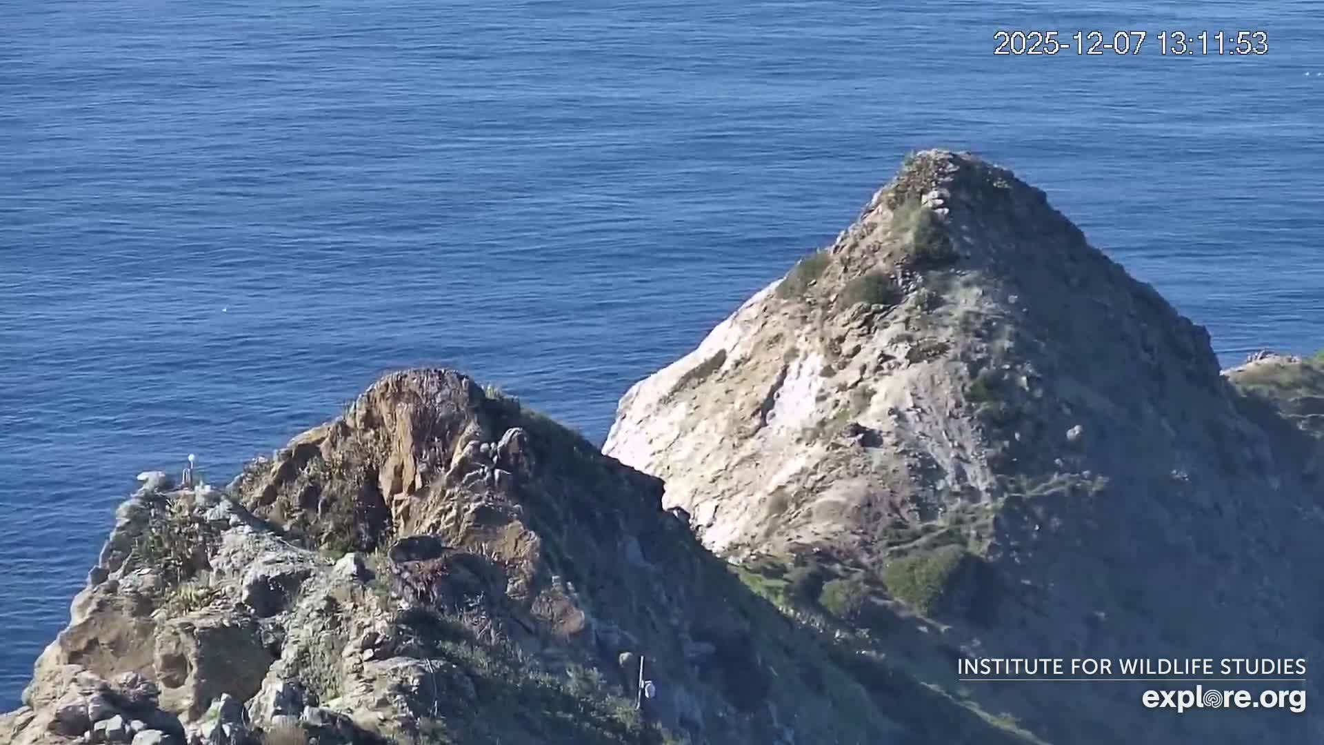 Santa Catalina Island  West End Bald Eagle Wildlife & Pasific View Live Cam - West End, Santa Catalina, Los Angeles, California, USA